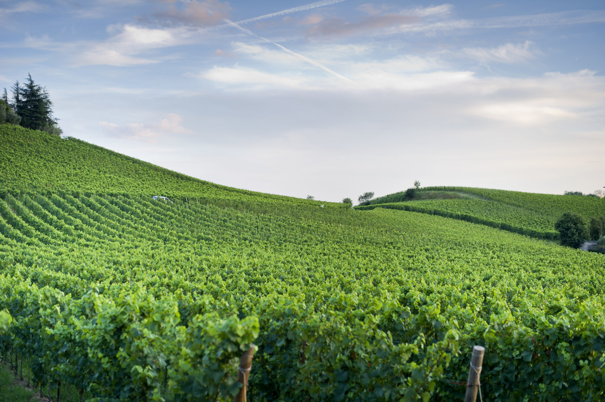 Foto di vigneto in franciacorta