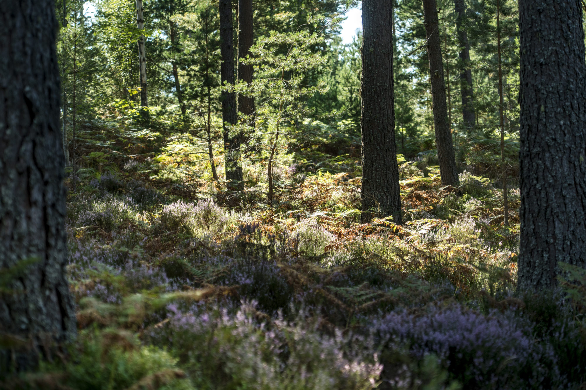 Foto di sottobosco scozzese