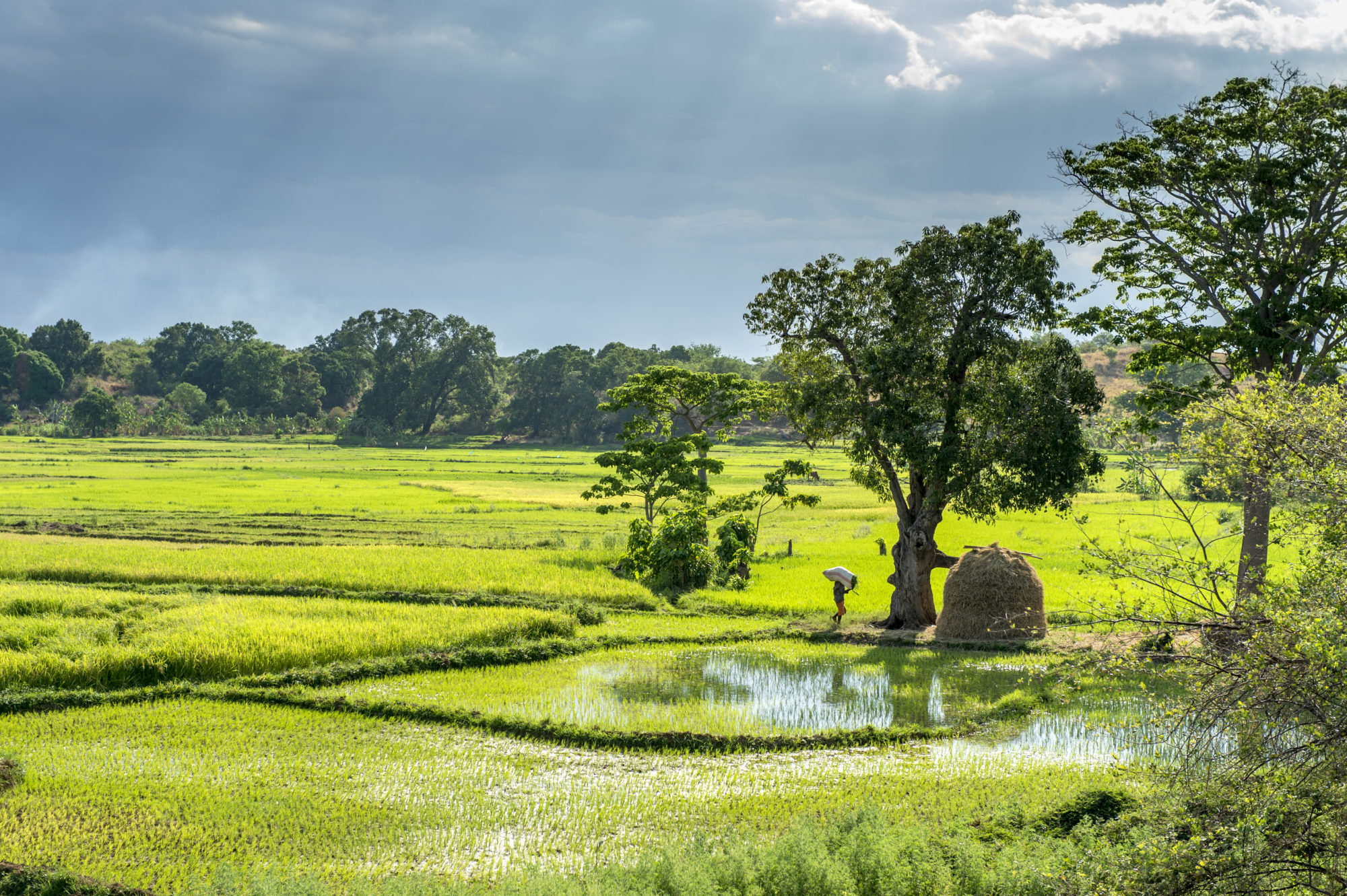 Foto di risaie nel nord del madagascar