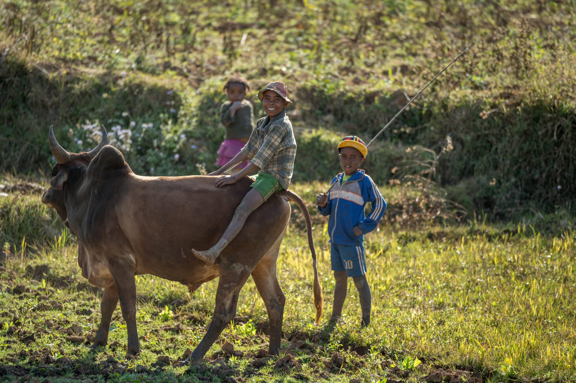 Foto di bambini giocano con uno zebù