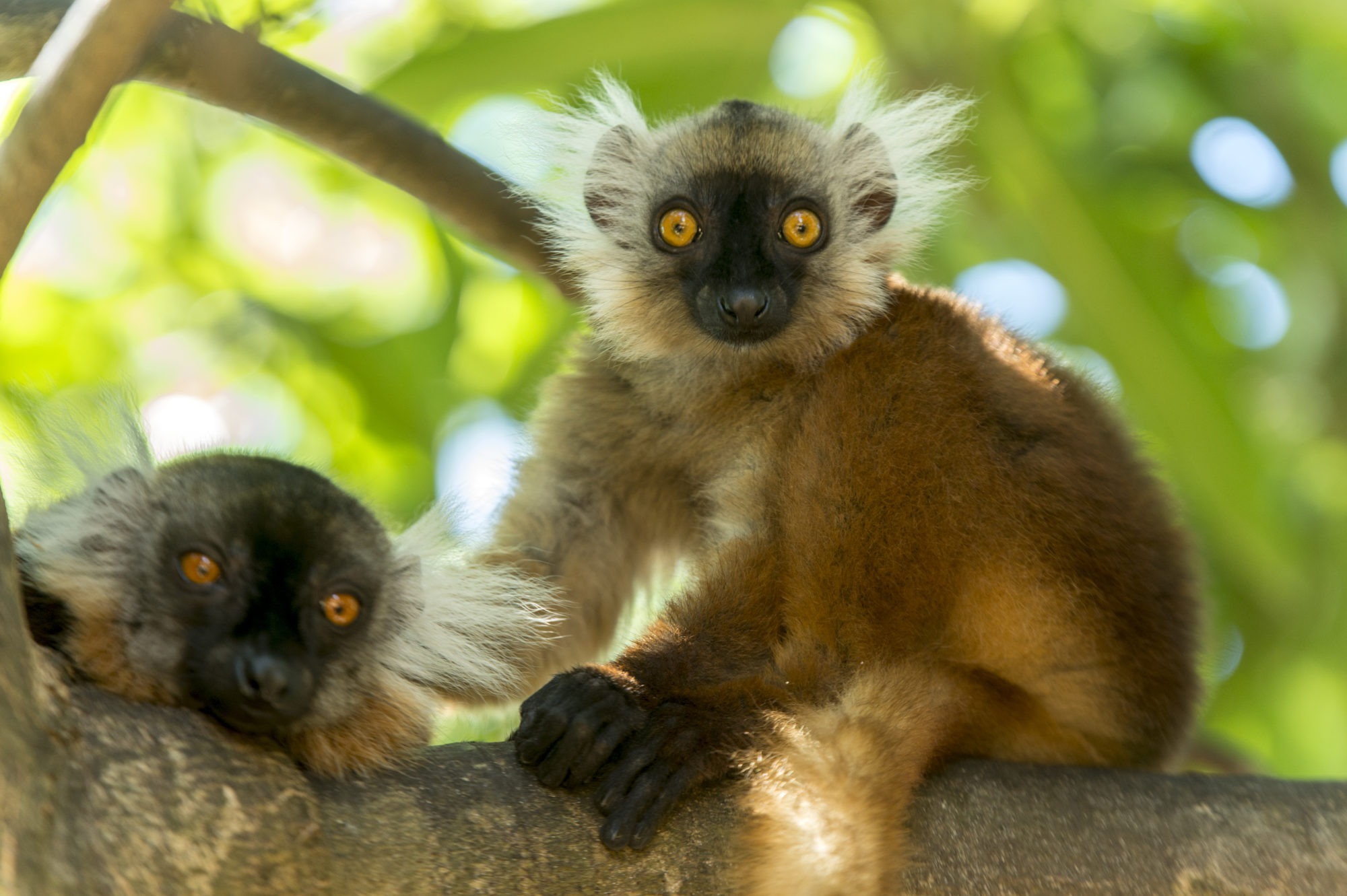 Foto di una coppia di lemuri nella foresta di nossy komba