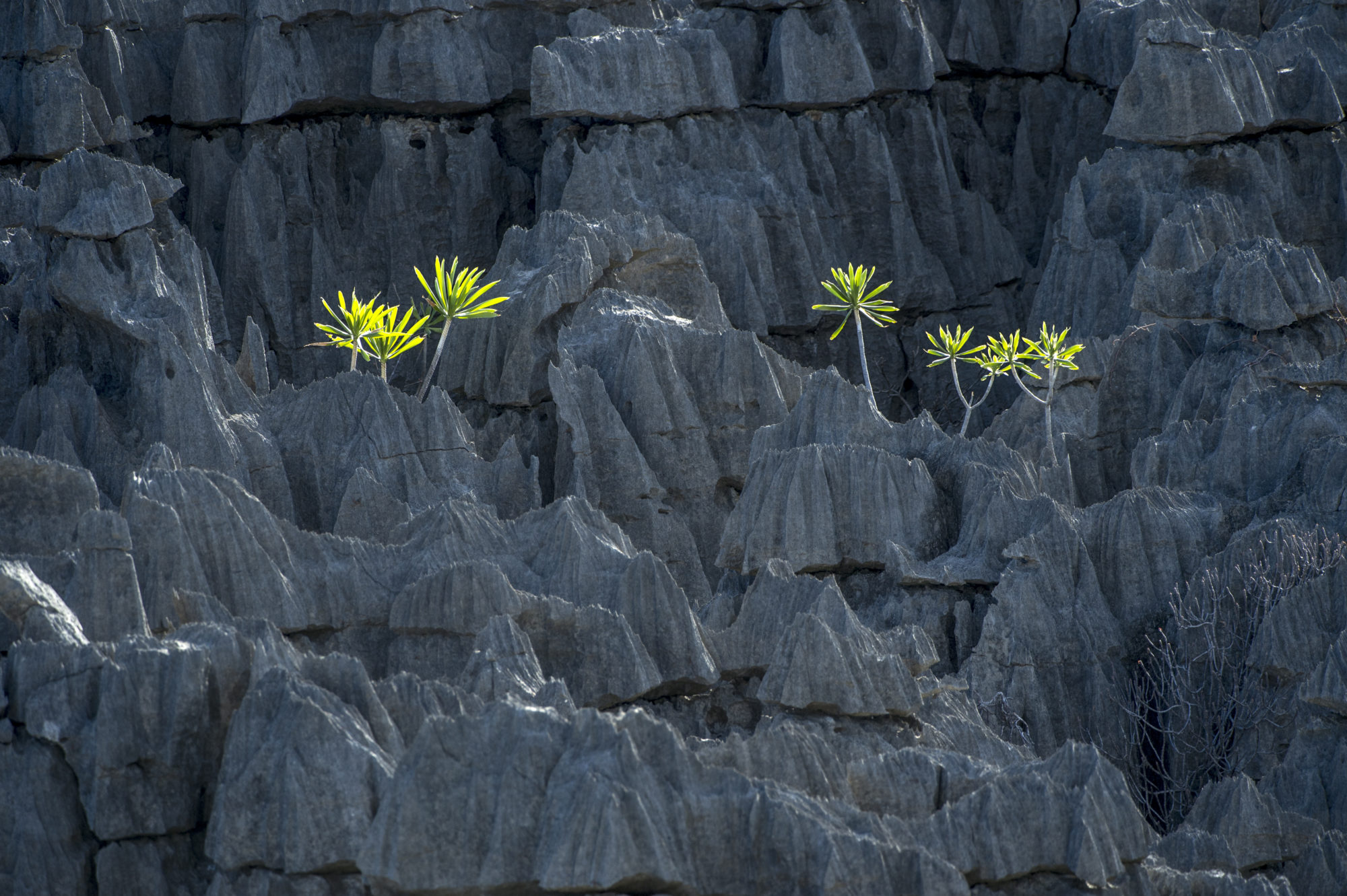 Foto di tsingy di bemaraha