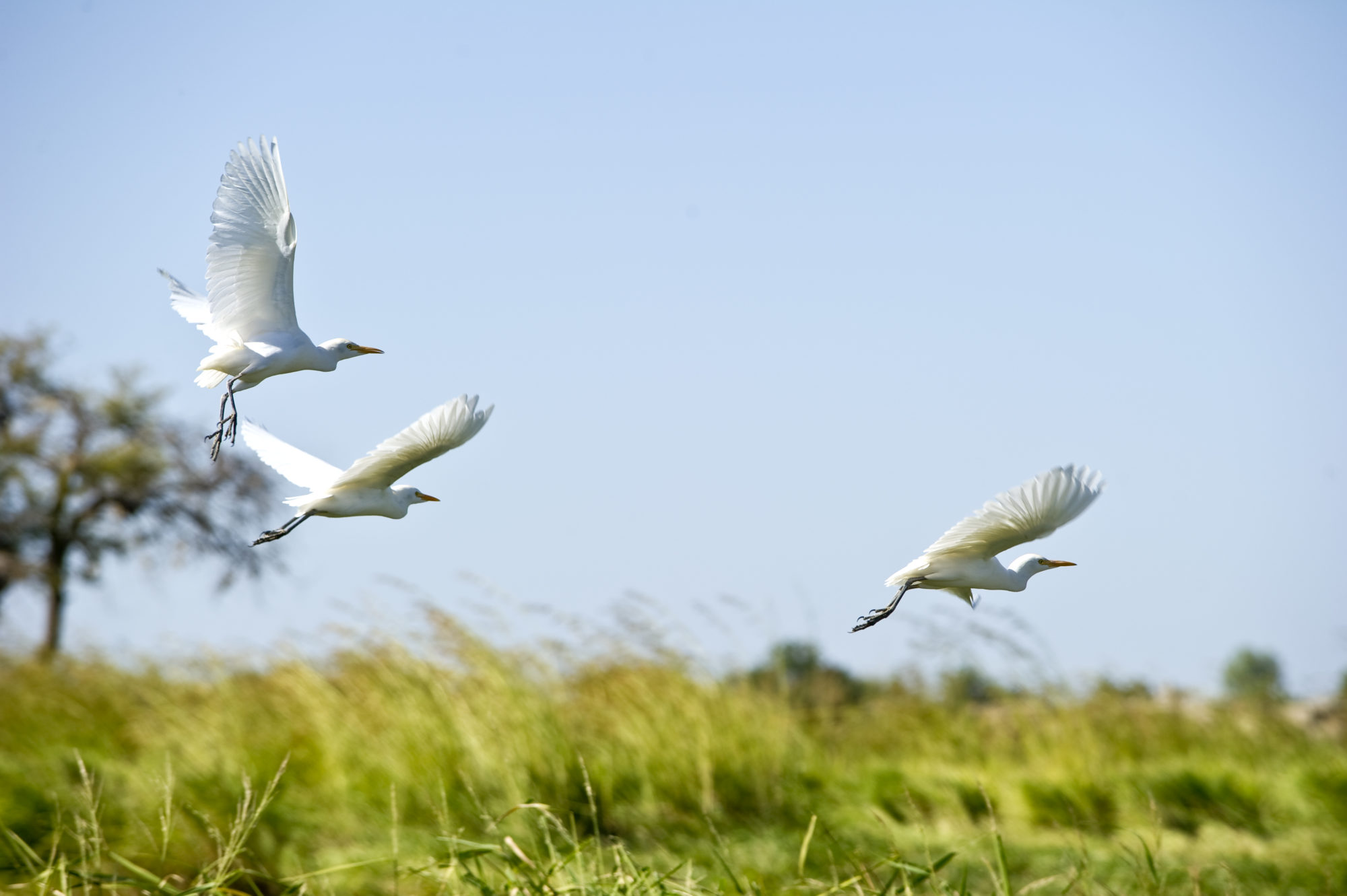 Foto di Aironi in volo sulla riva del fiume Niger