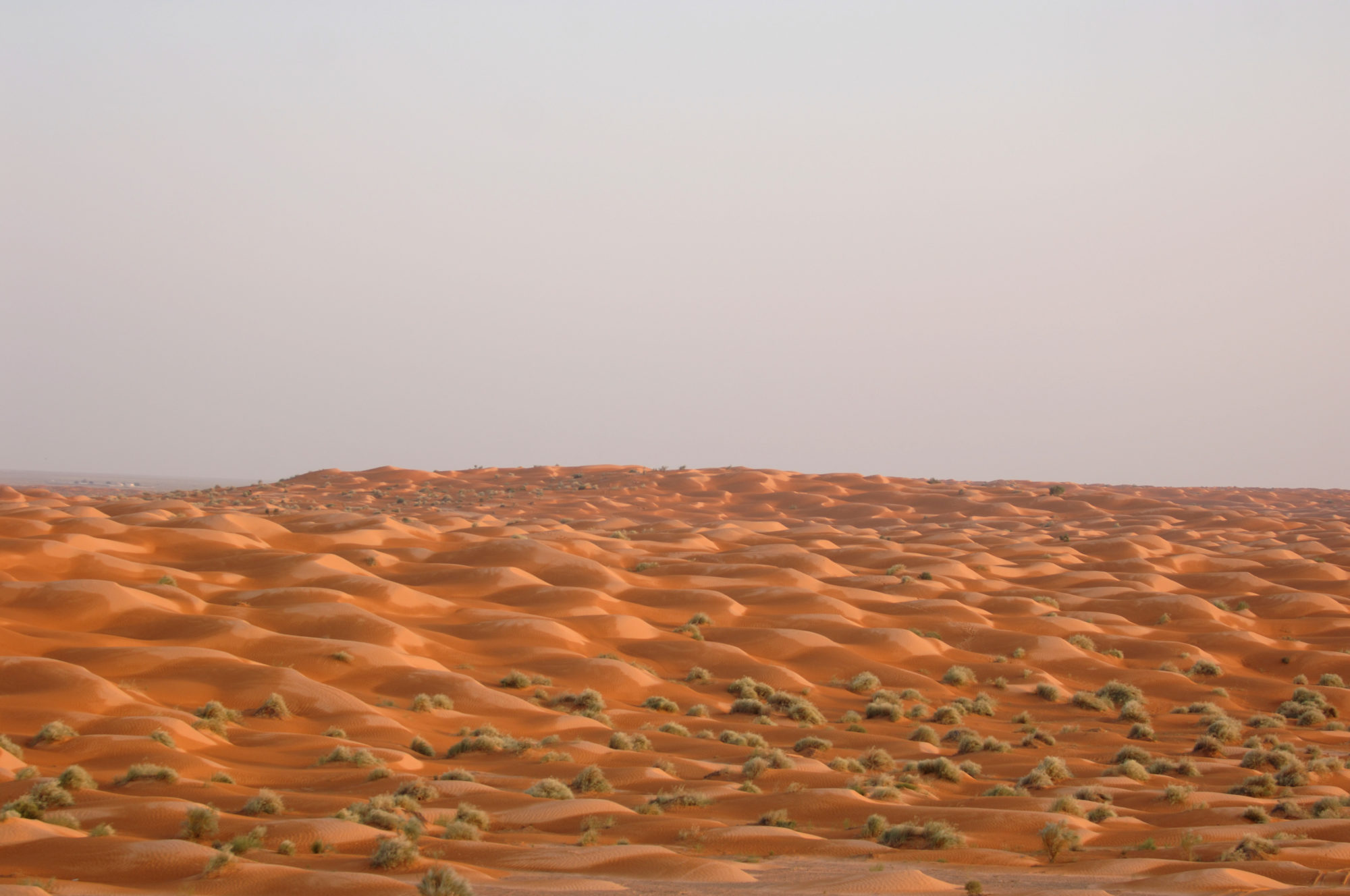 Foto di Grande Erg orientale tra Ksar Ghilane e Douz: vicino a Ksar Ghil