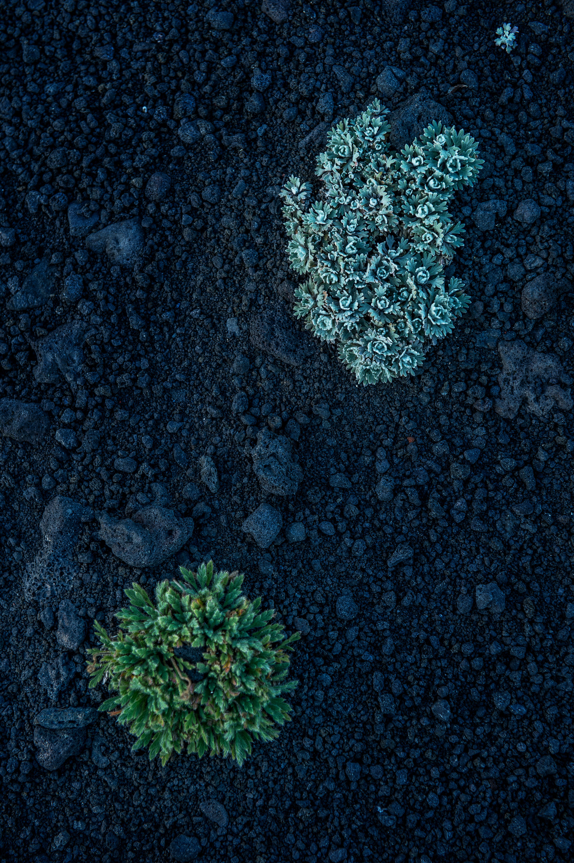 Foto di la vegetazione riguadagna spazio dove era stata cancellata da un’eruzione vulcanica