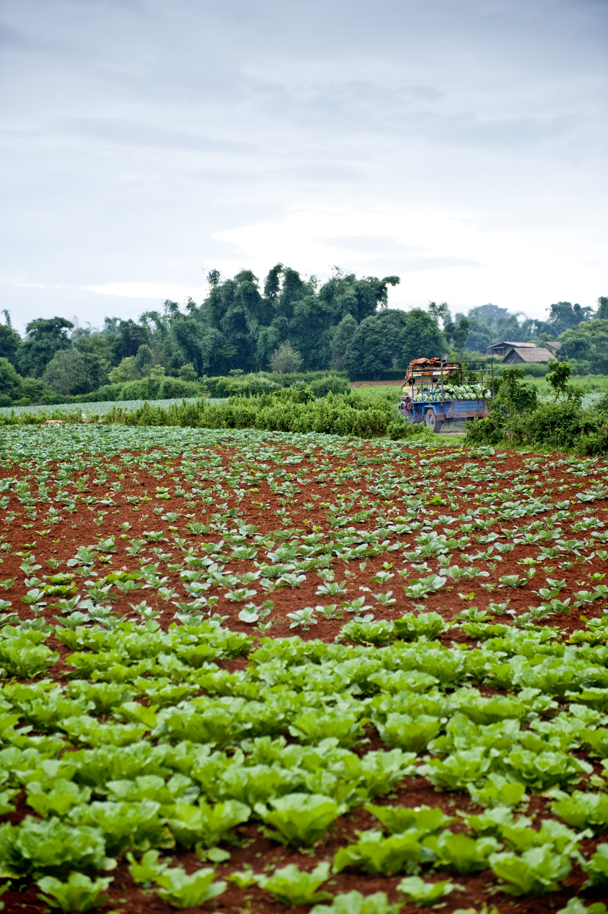 Foto di Campo di cavoli in Myanmar