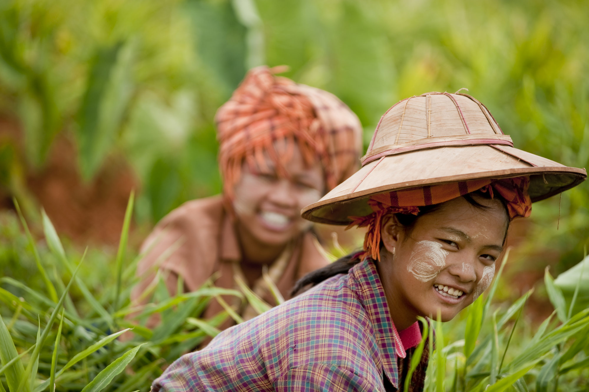 Foto di Donne al lavoro nei campi in Myanmar