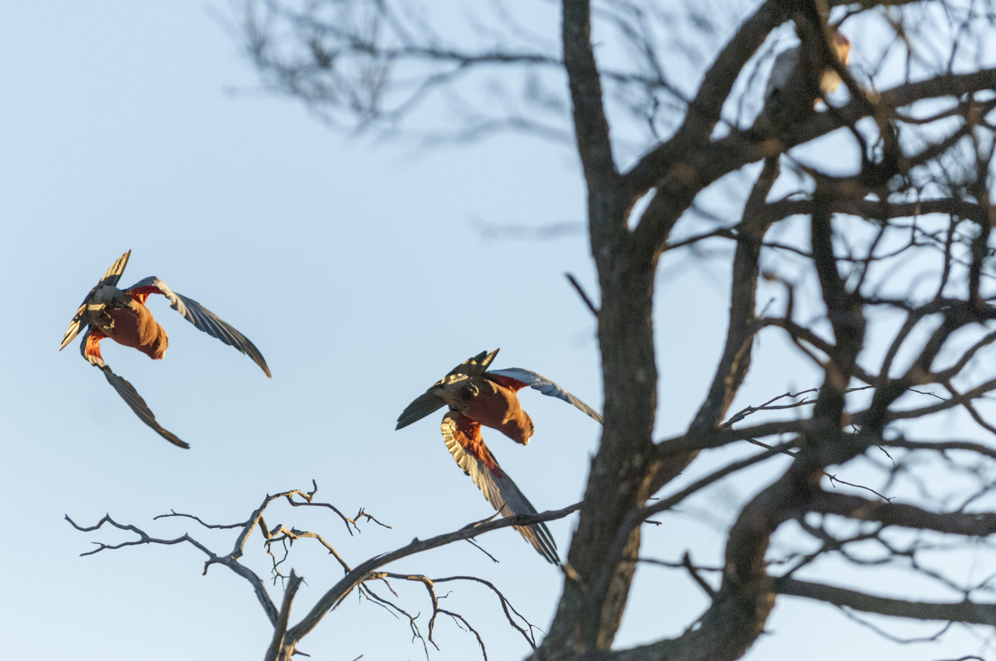 Foto di Due pappagalli in volo