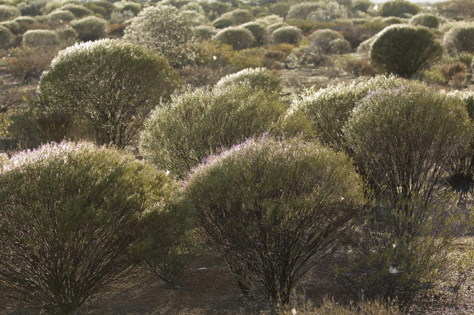 Foto di Alberi australiani