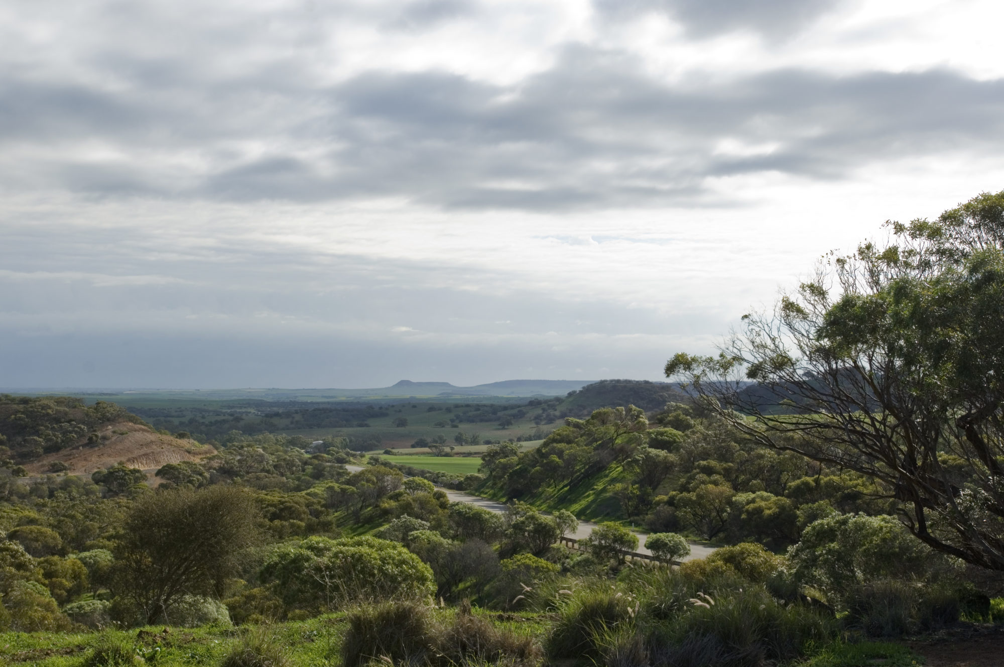 Foto di Strada asfaltata nel bush australiano