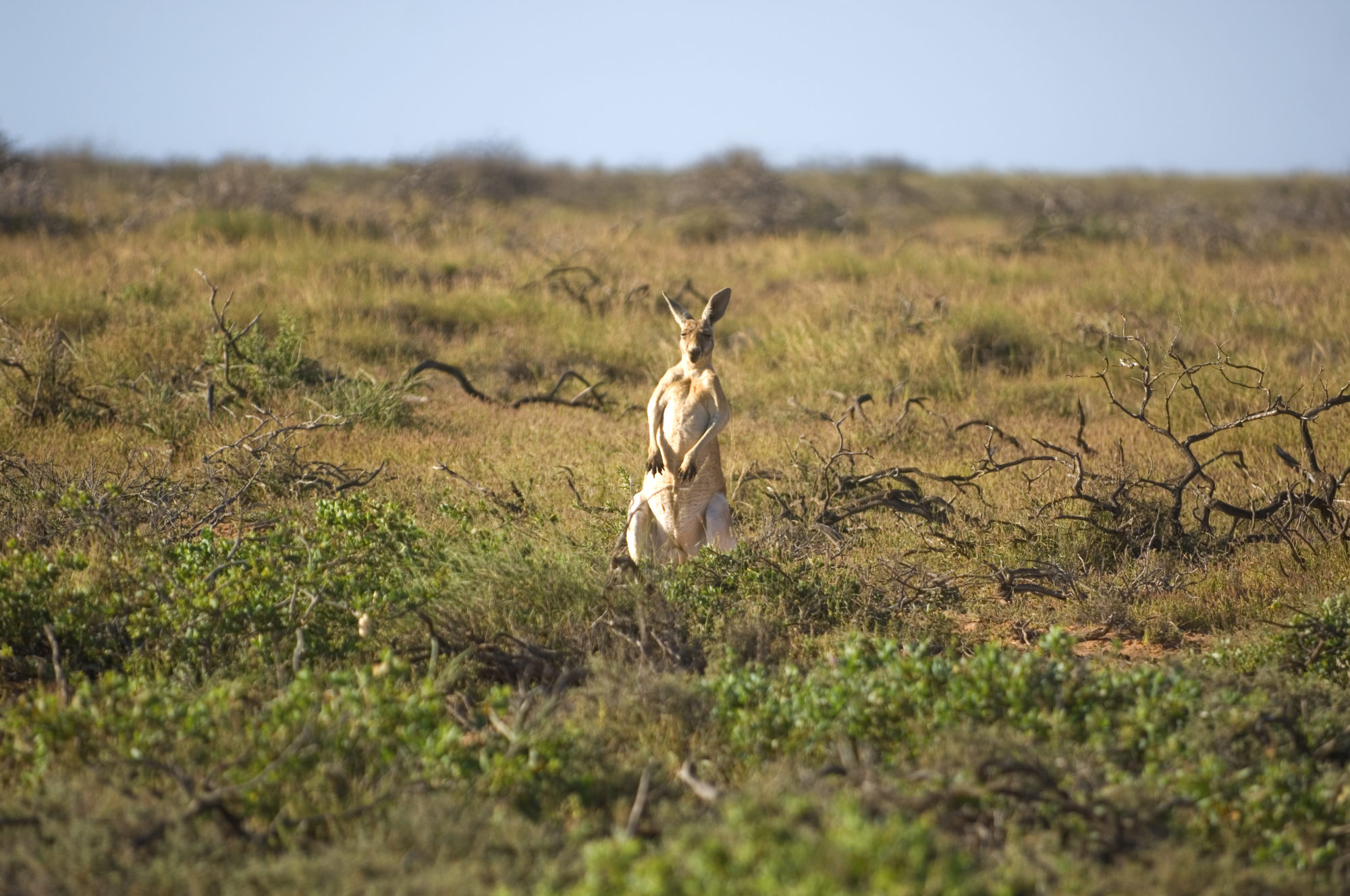 Foto di canguro in piedi