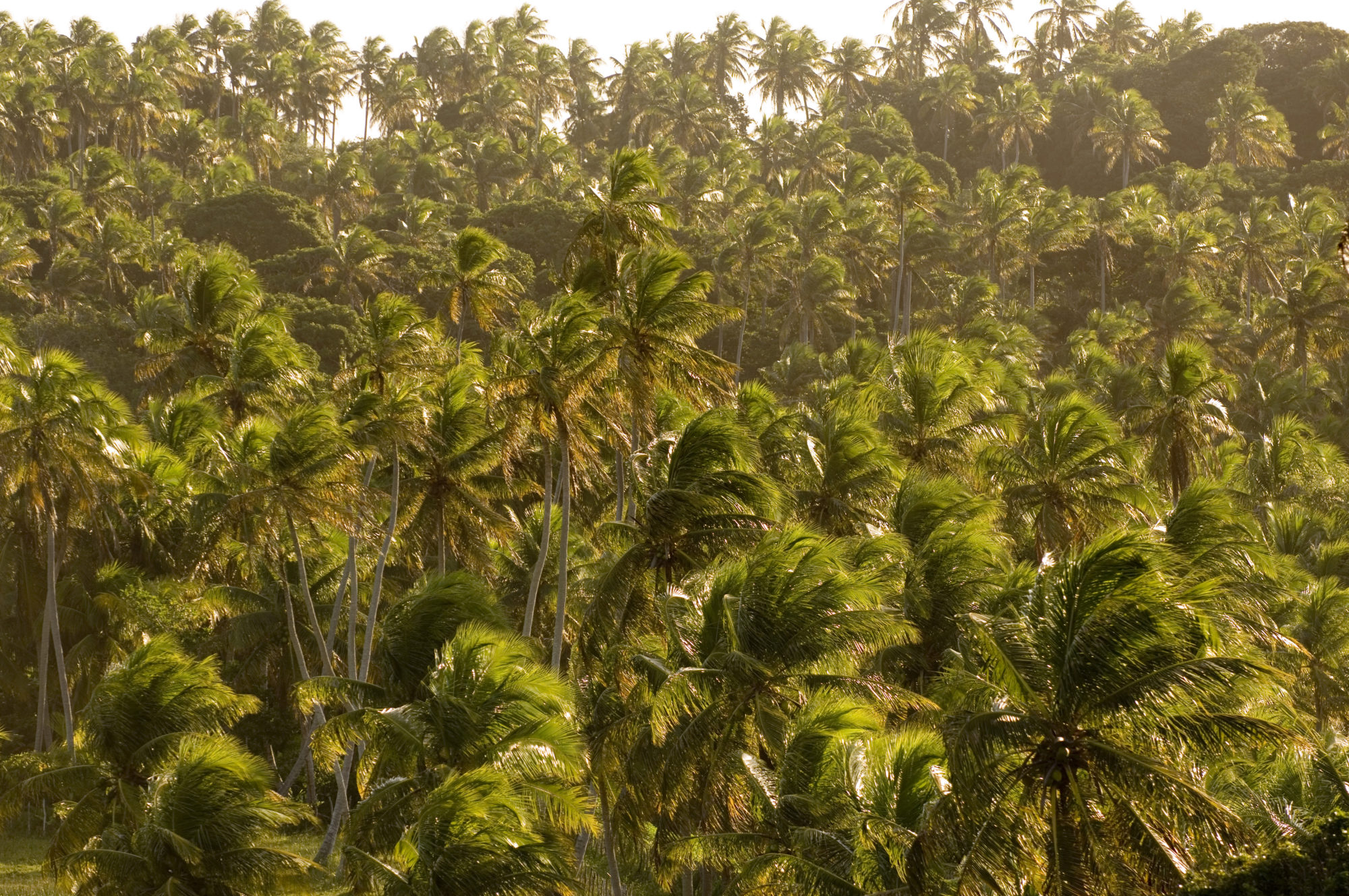 Foto di piantagione di palme da cocco in brasile