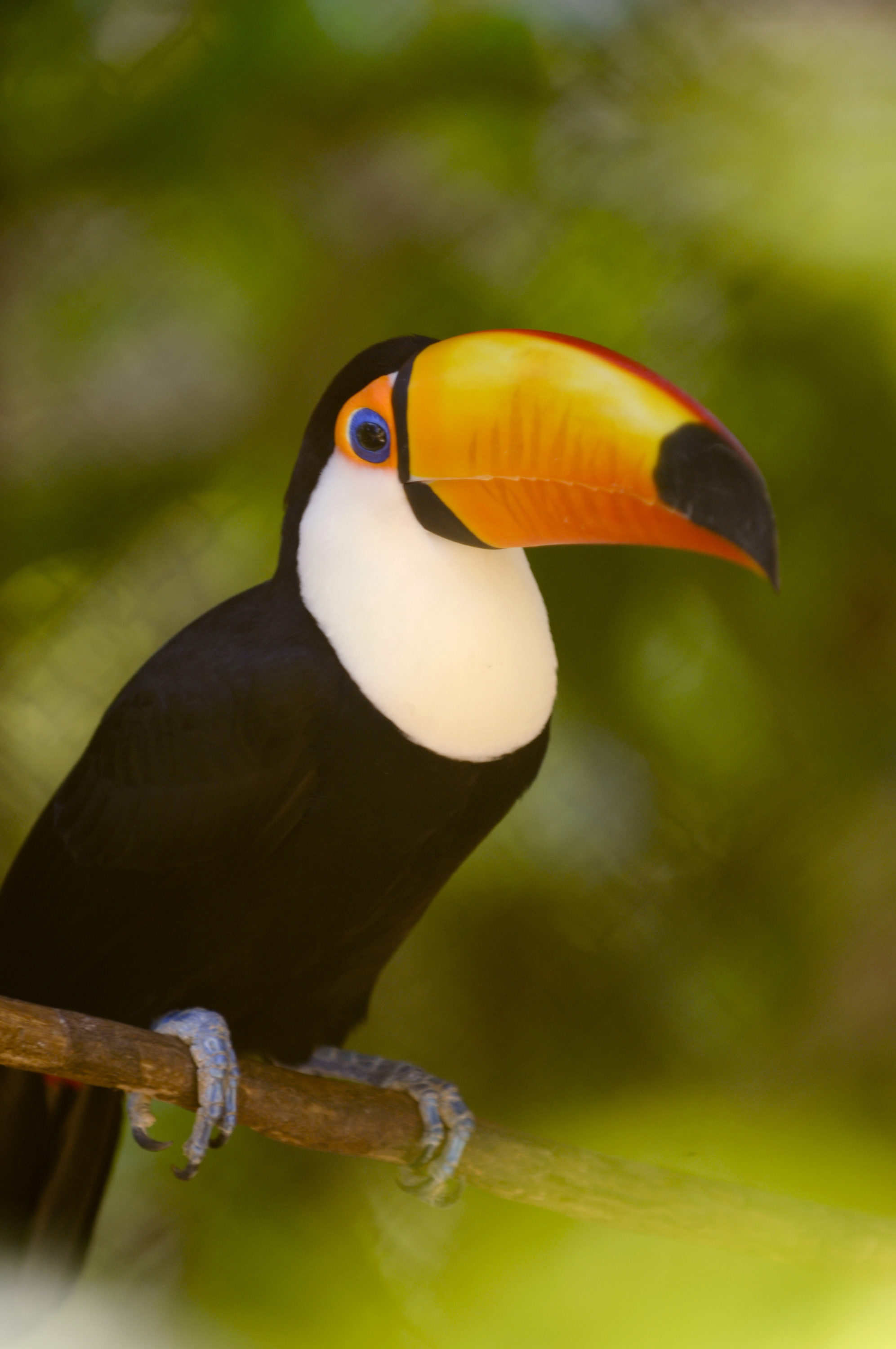 Foto di un tucano nello zoo salvador de bahia