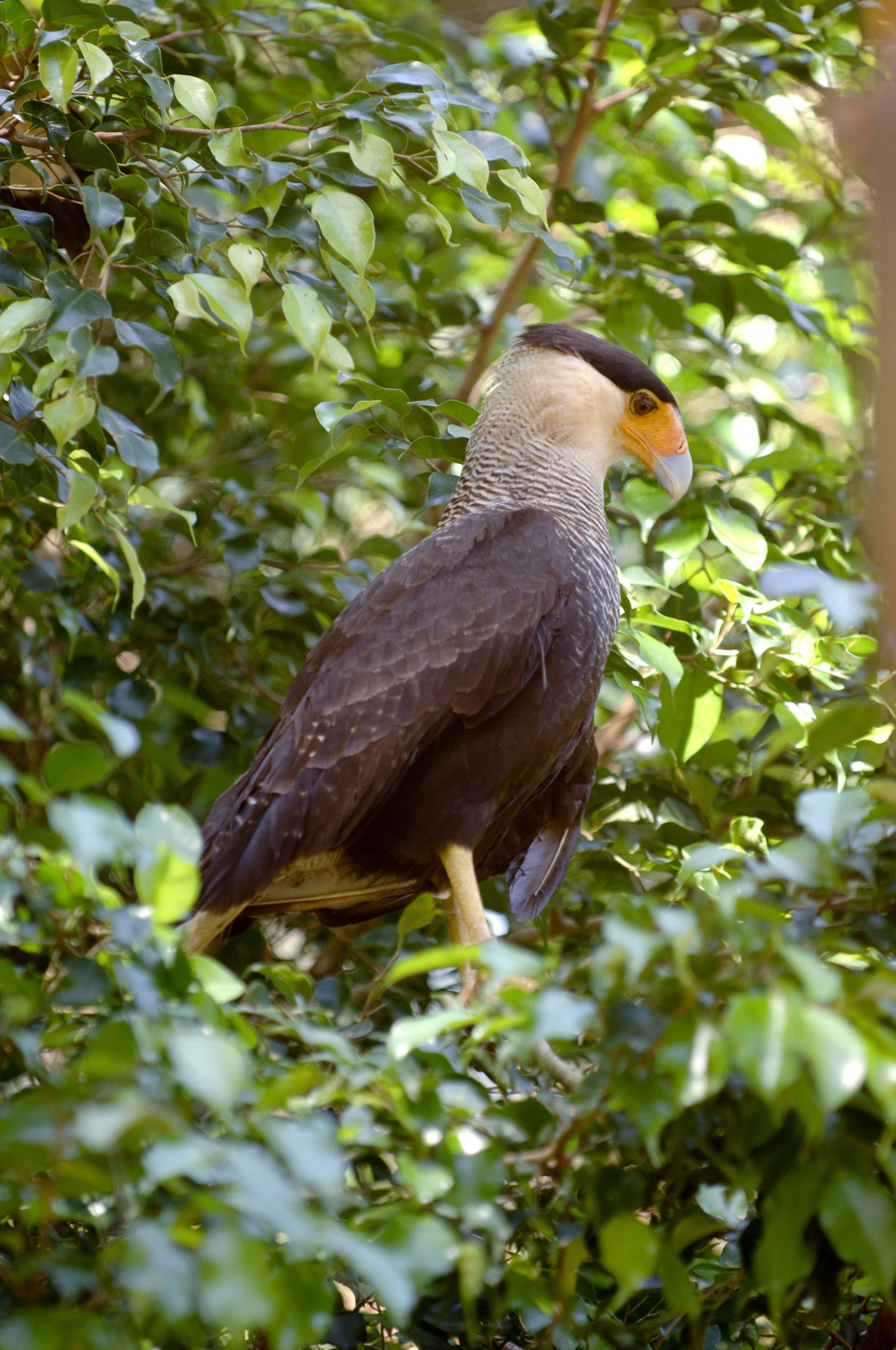 Foto di rapace nello zoo salvador de bahia