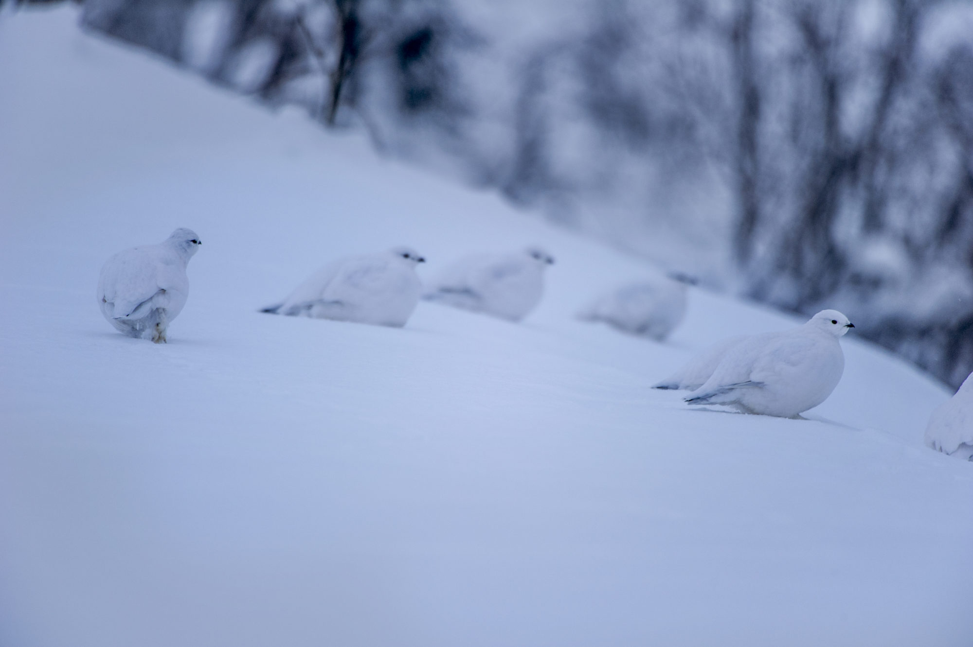 Foto di Pernici bianche sulla neve