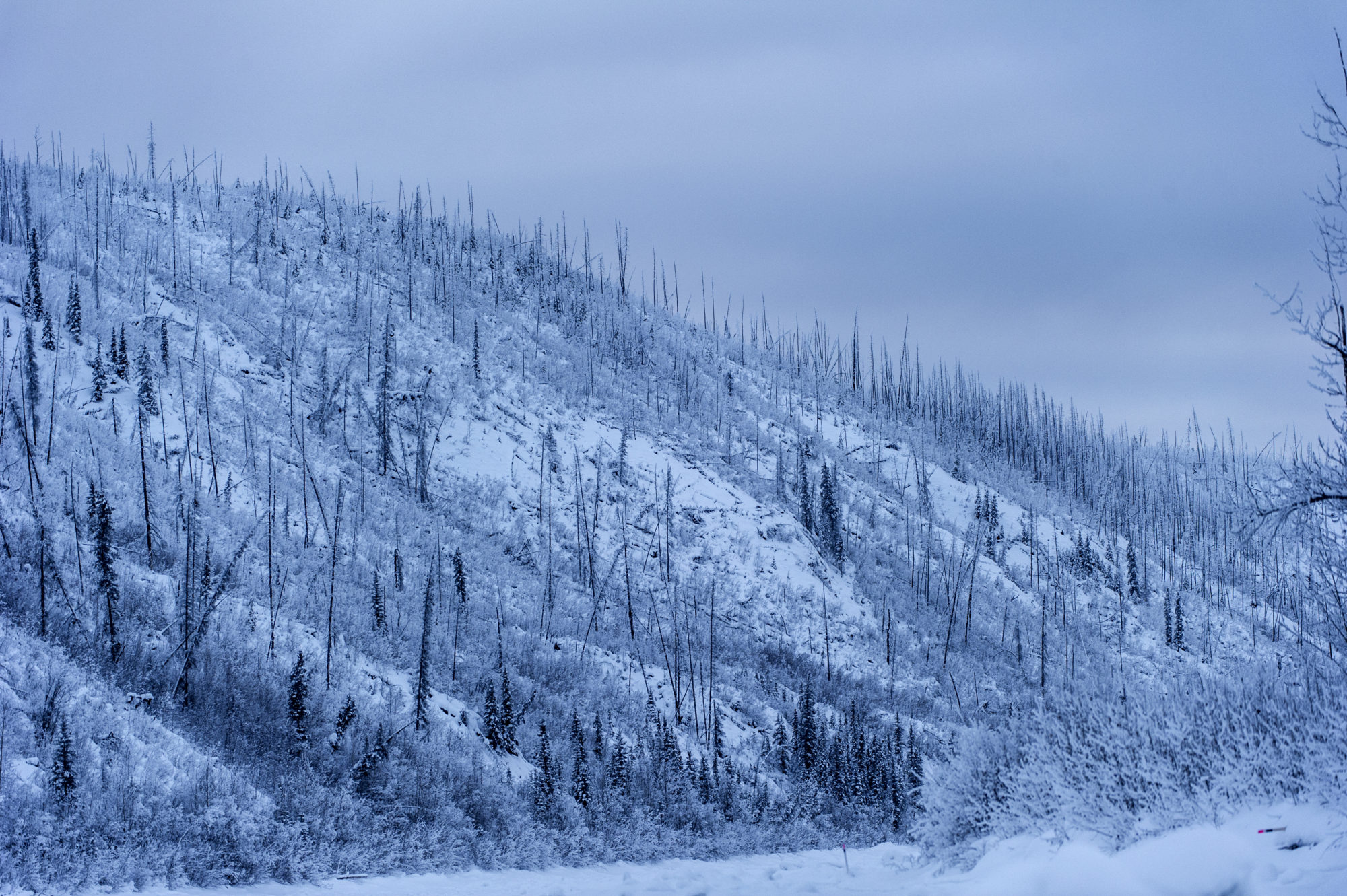 Foto di una foresta bruciata ricoperta di neve nello yukon