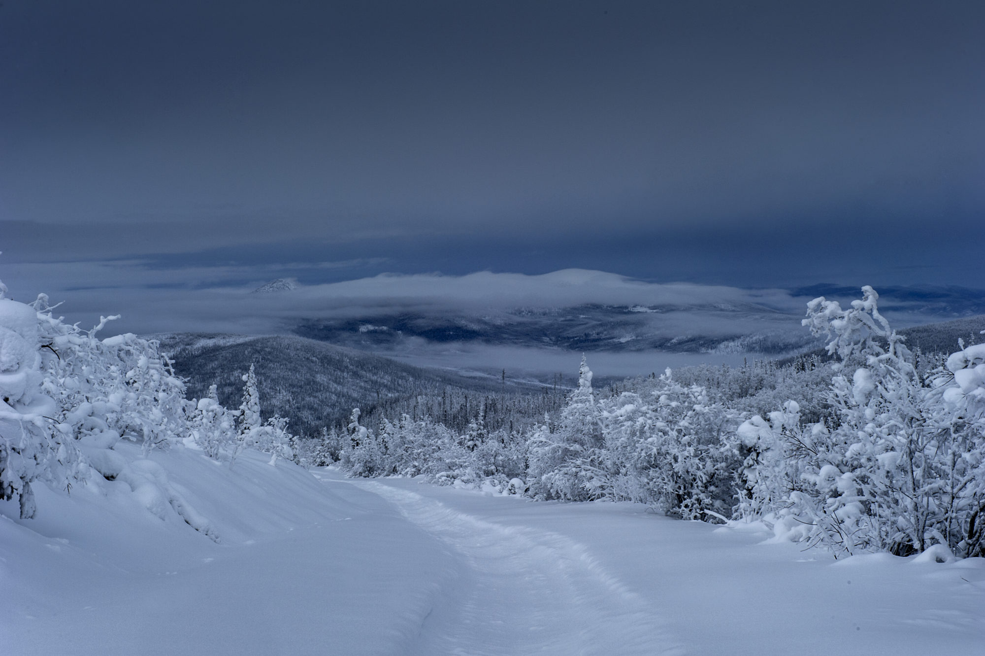 Foto di un trail si snoda in una foresta innevata dello yukon