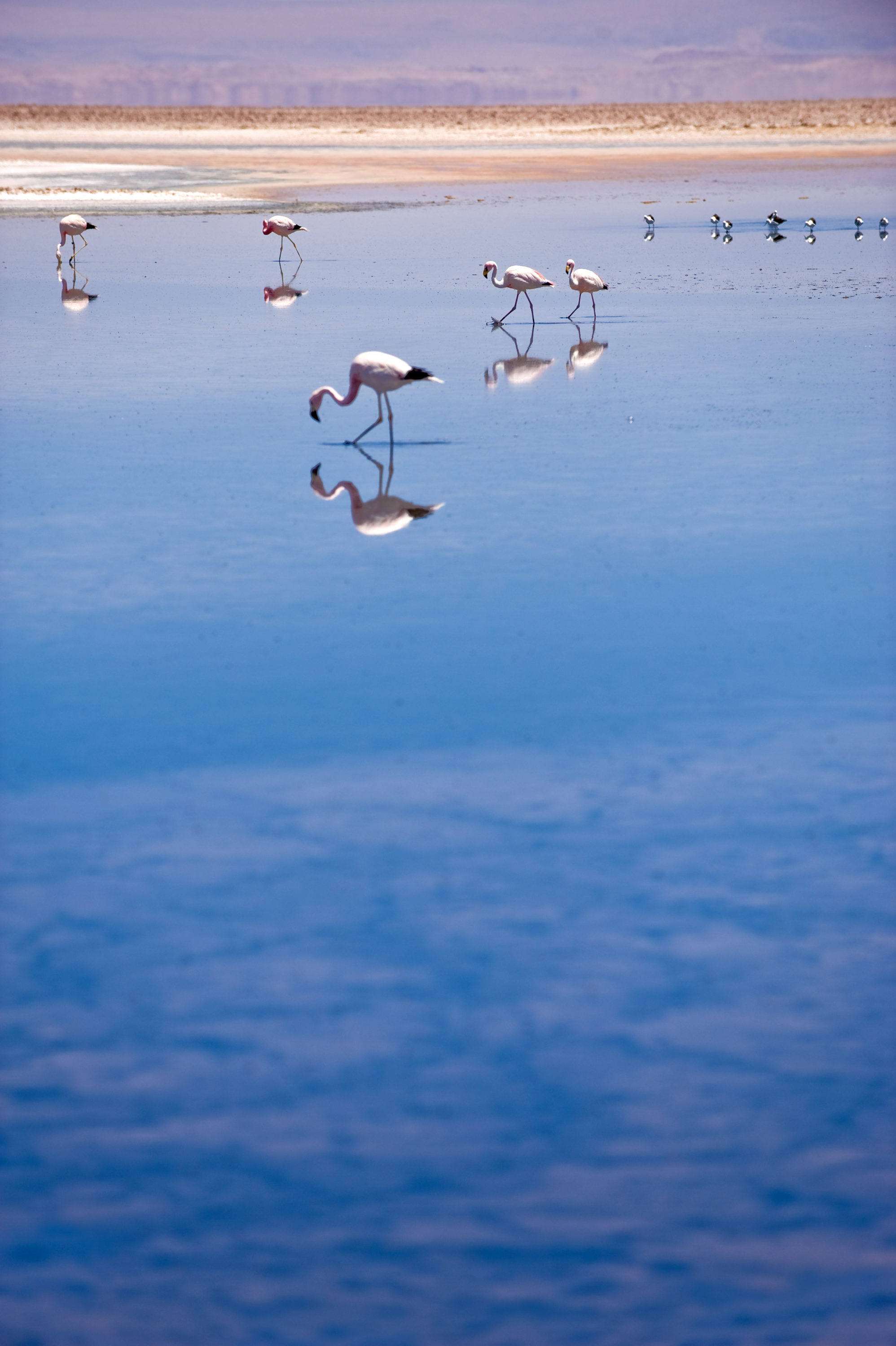 Foto di fenicotteri in una laguna nell’atacama