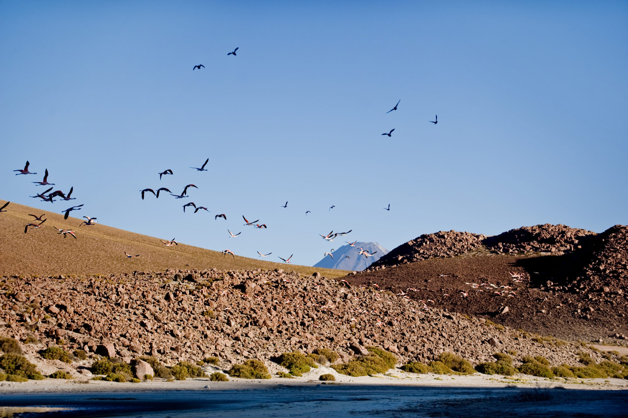 Foto di fenicotteri sorvolano una laguna nell’atacama