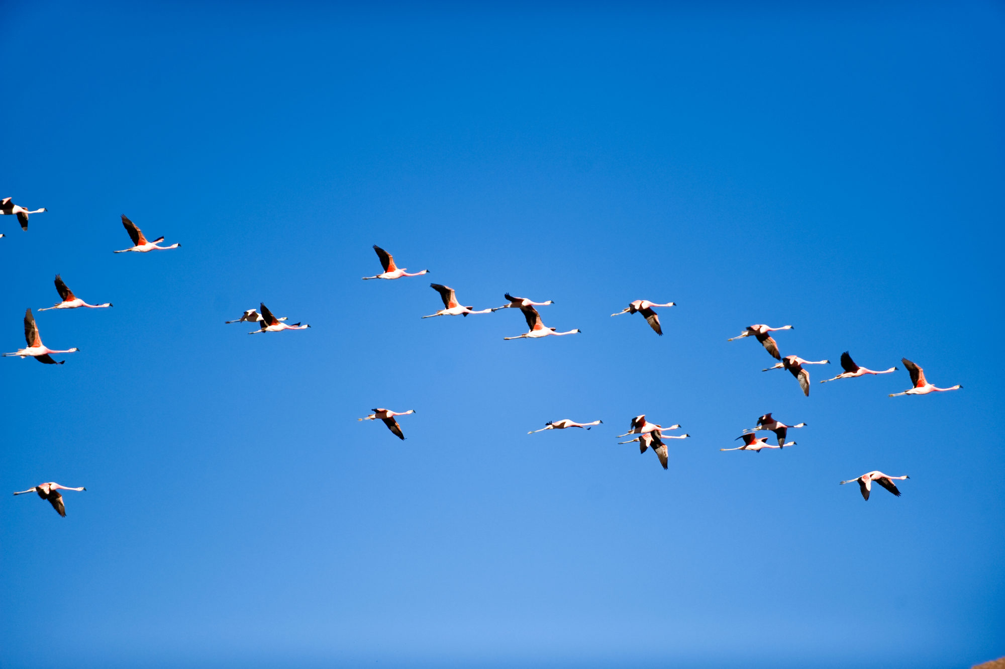 Foto di fenicotteri in volo