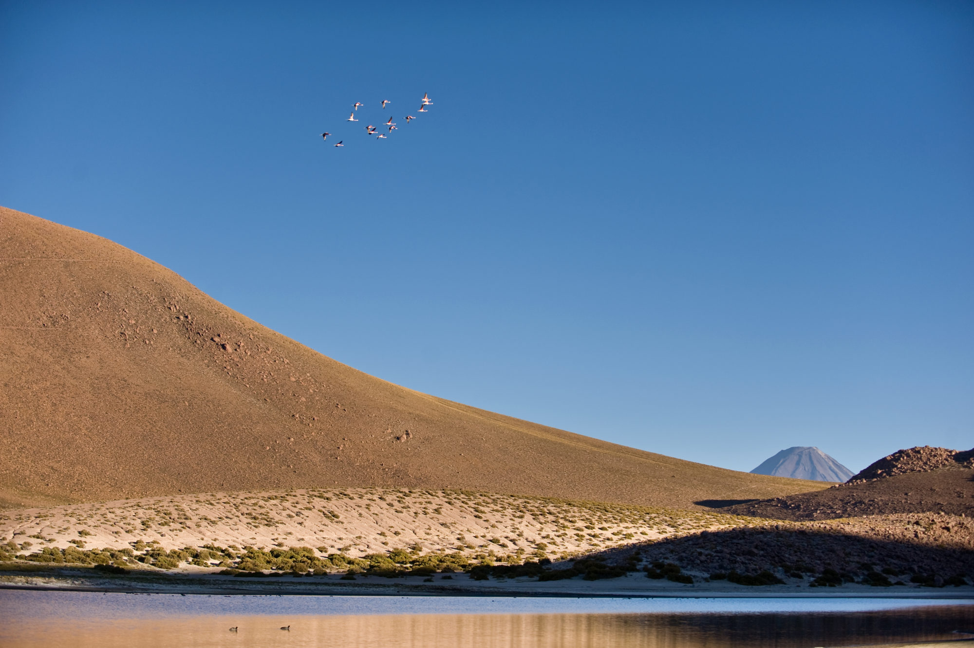 Foto di fenicotteri in volo