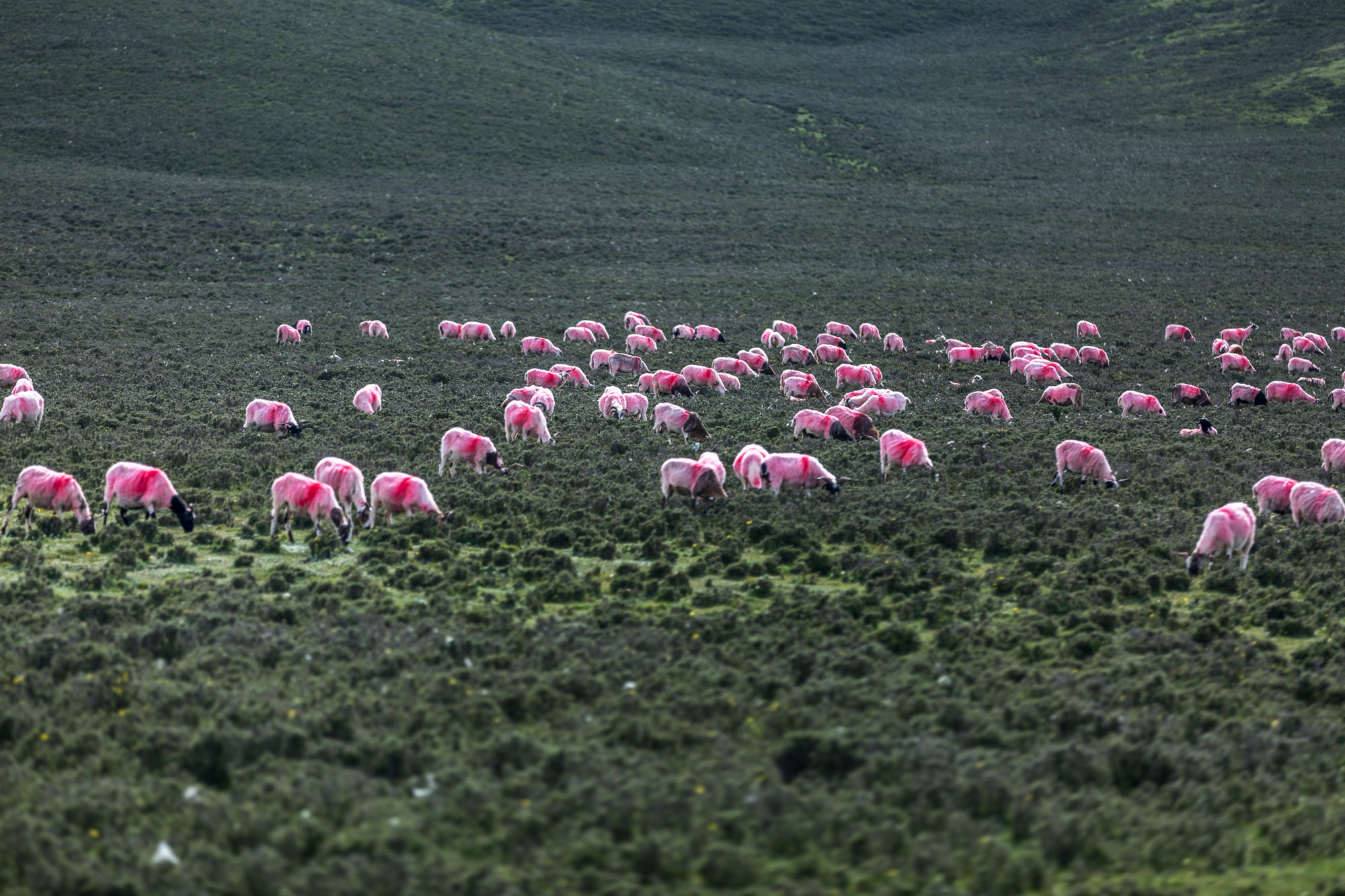 Foto di Sunan. Un gregge di pecore dipinte per essere riconoscibili