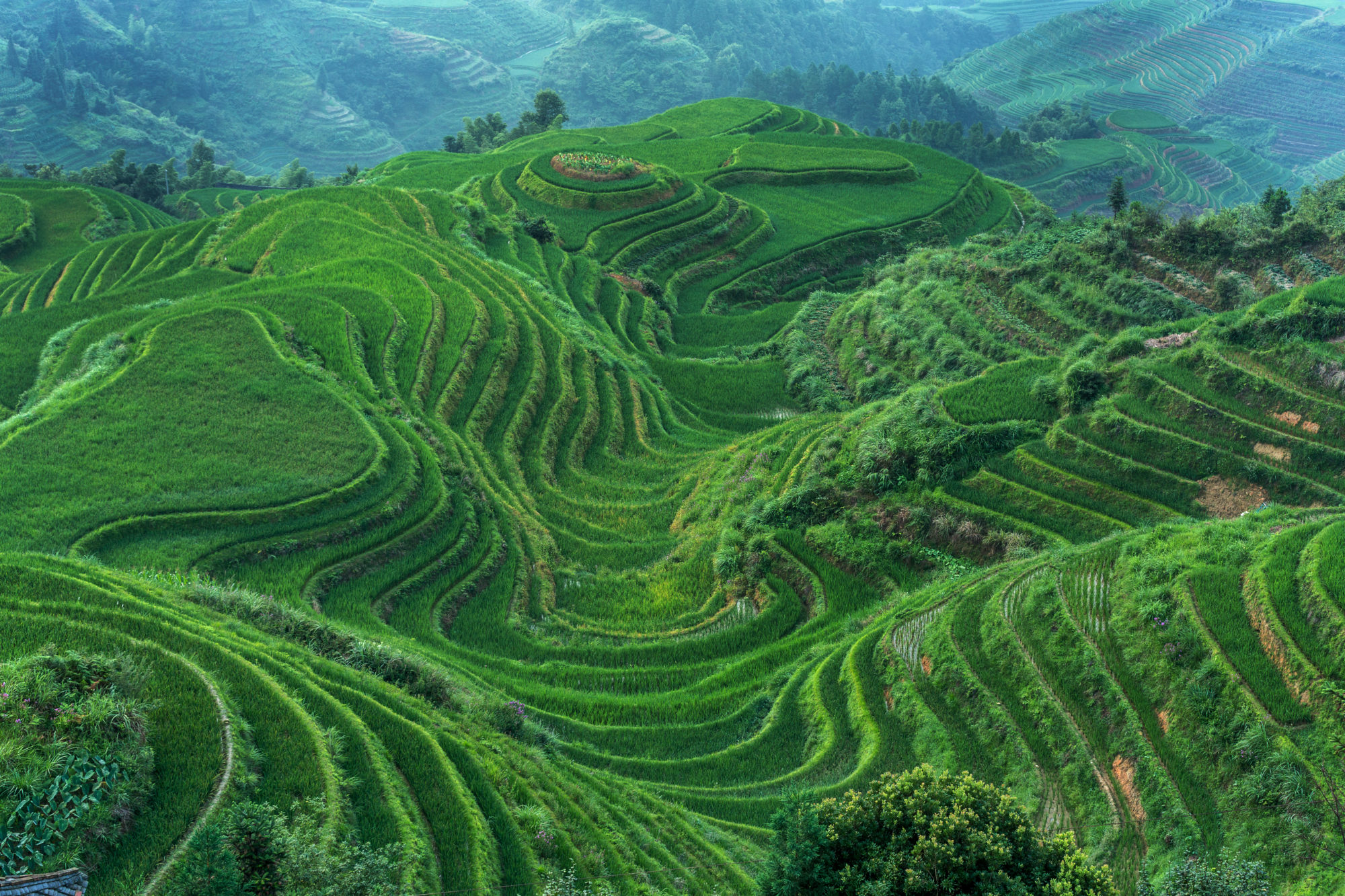 Foto di Risaie a terrazze a Longsheng