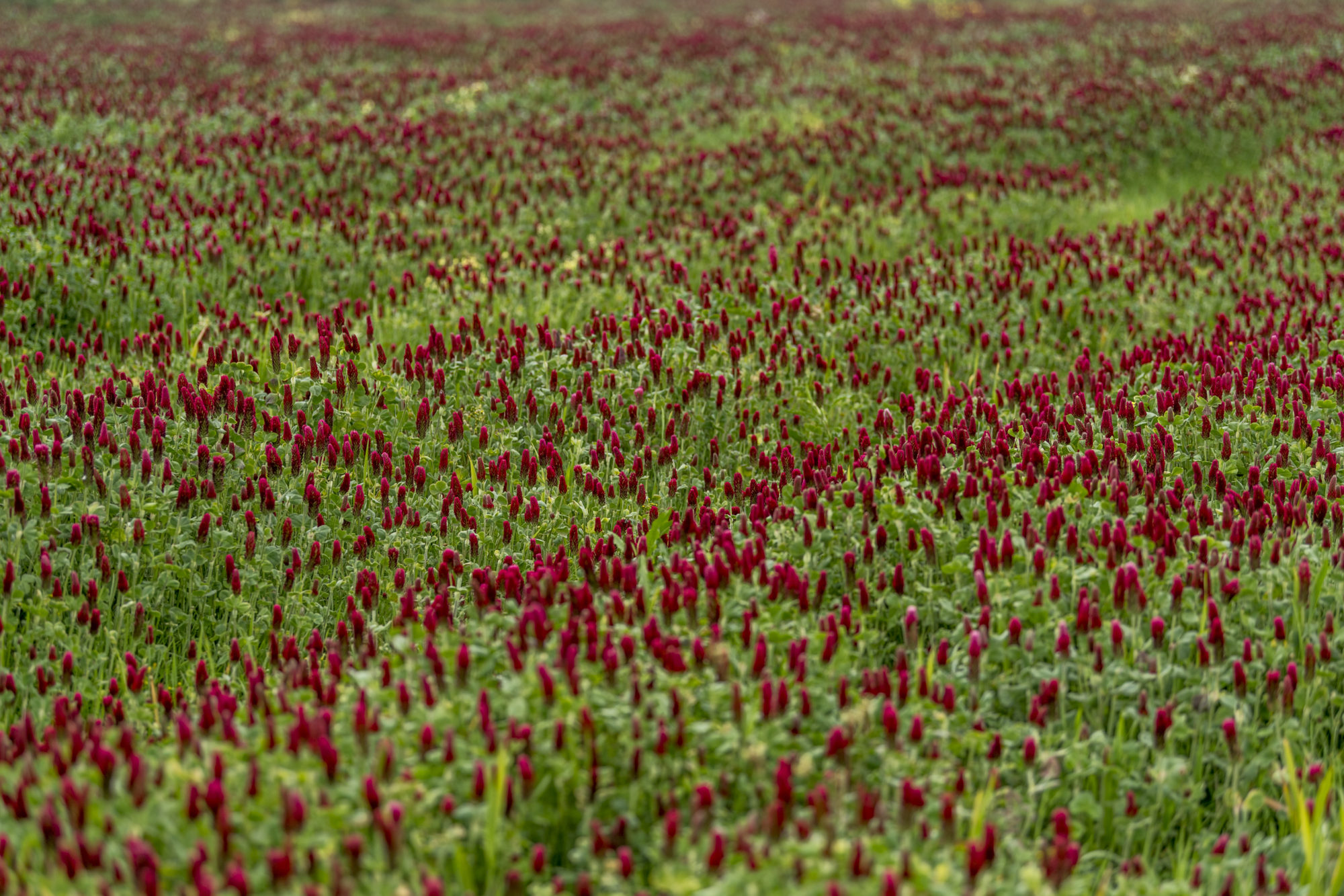 Foto di Campo di fiori