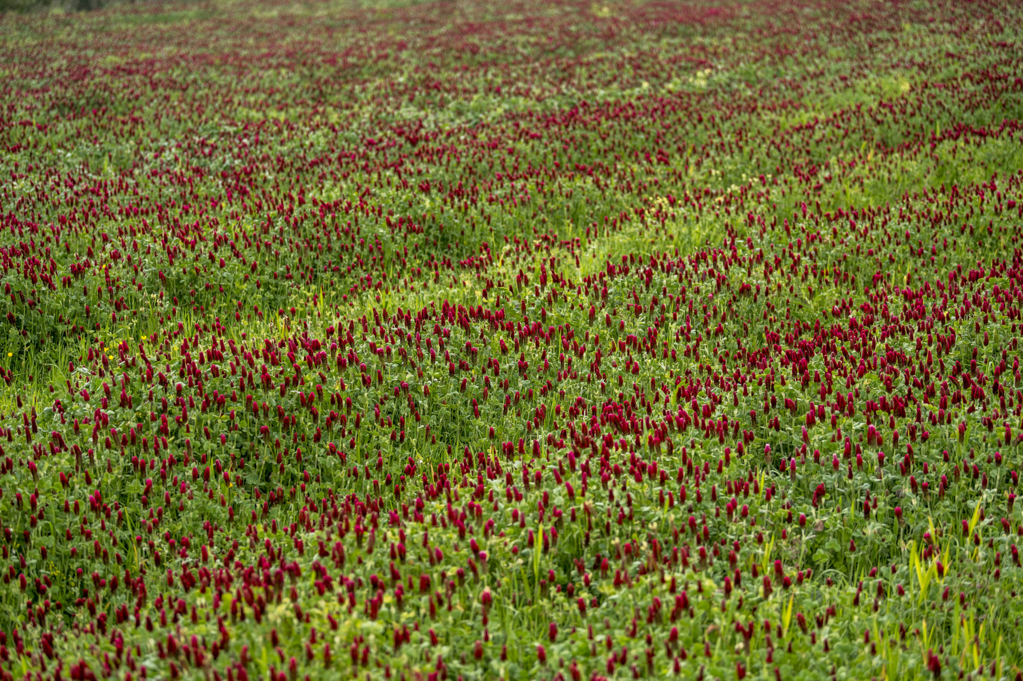 Foto di Campo di fiori