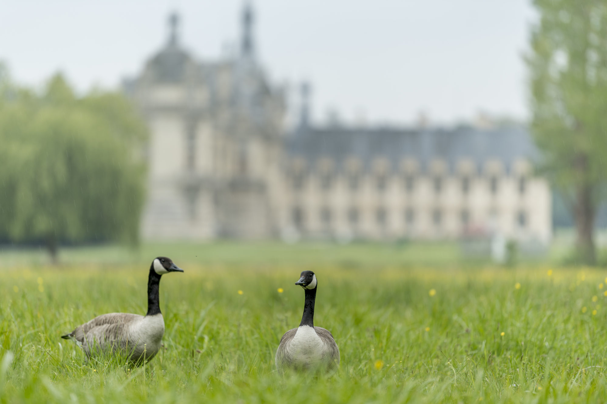 Foto di Oche canadesi nel parco del Castello di Chantilly