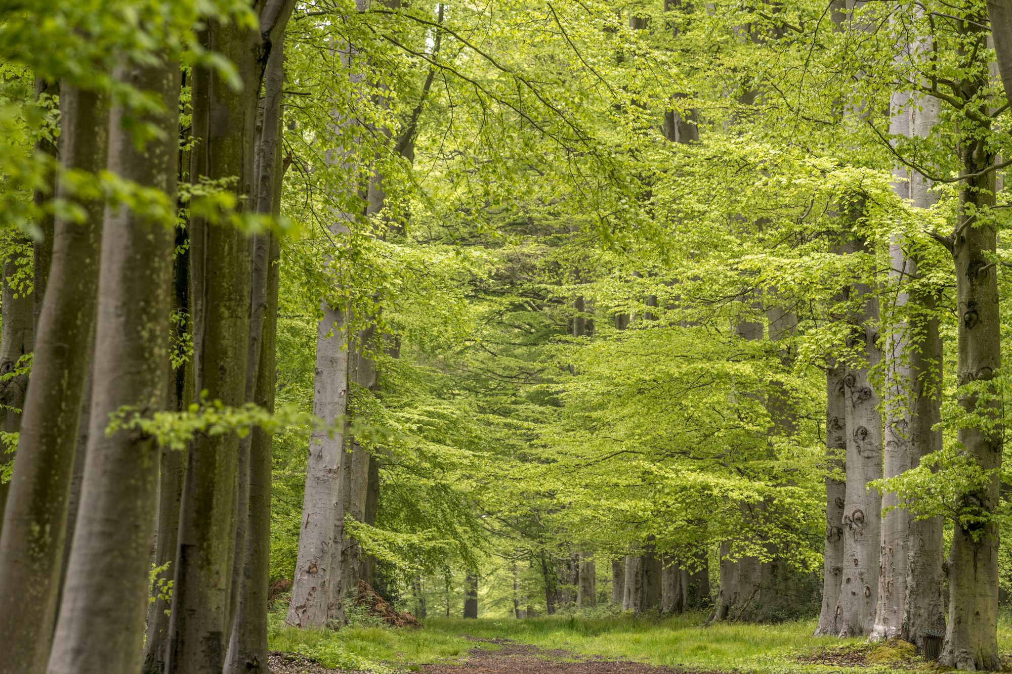 Foto di Bosco presso Château de Miromesnil