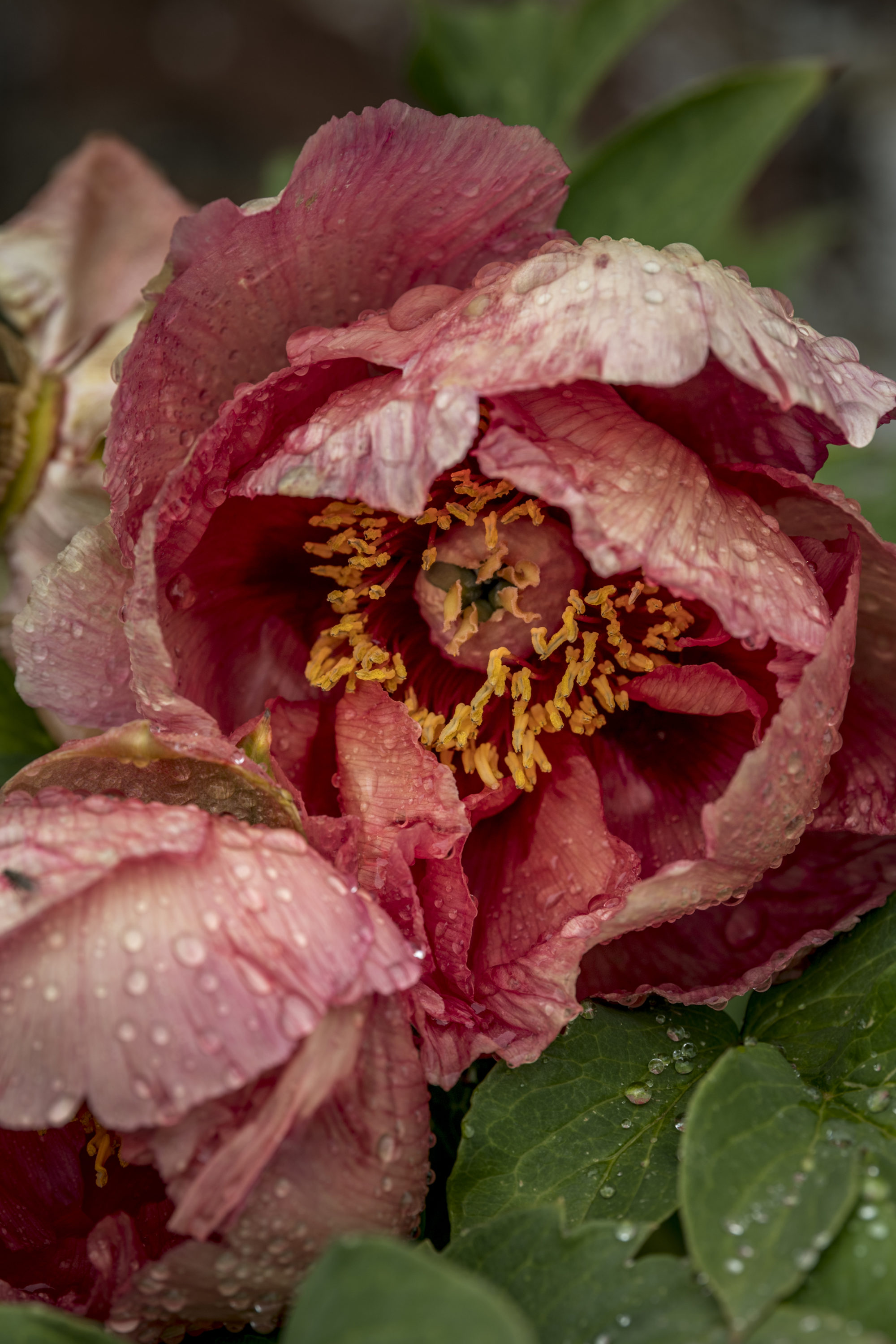 Foto di Dettaglio di un fiore nel giardino di Claude Monet