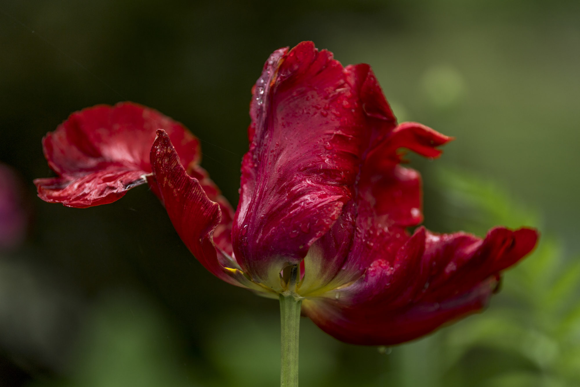 Foto di Dettaglio di un tulipano