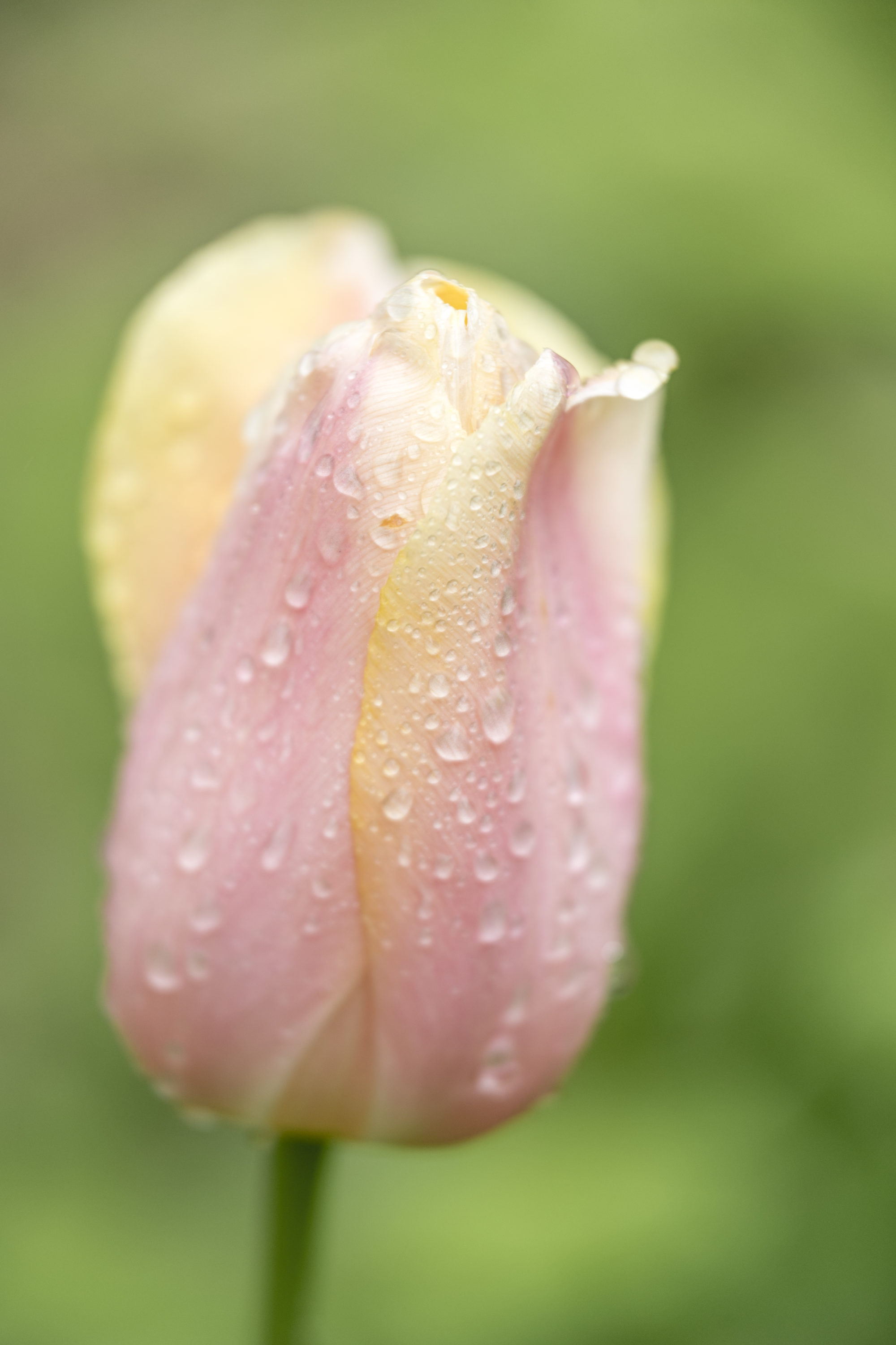 Foto di Dettaglio di un tulipano