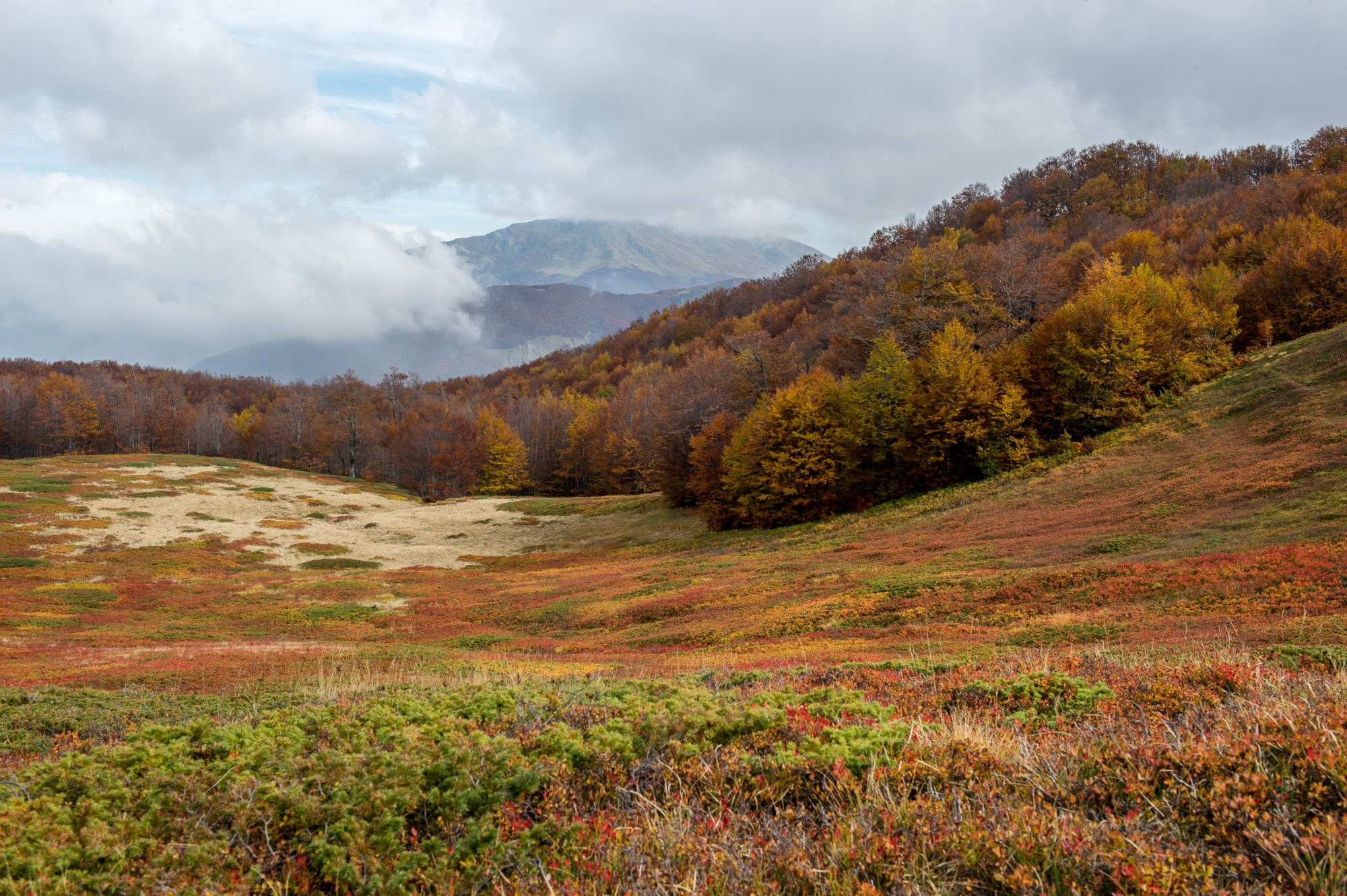 Foto di Brughiera appennina