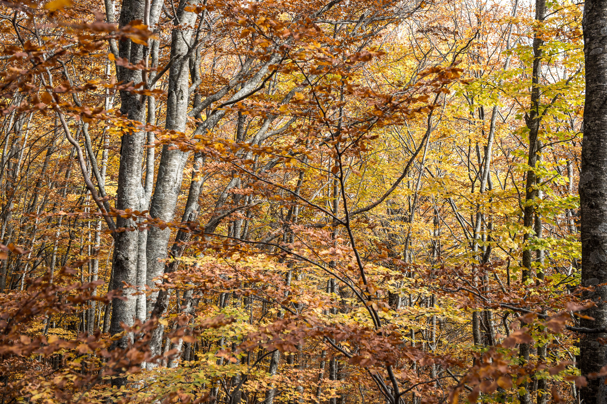 Foto di Foresta di Faggi a Ligonchio