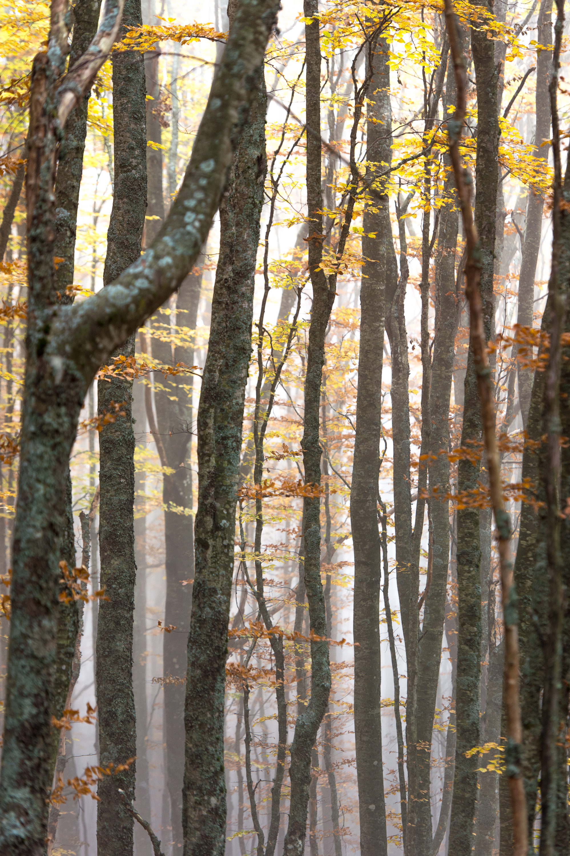 Foto di Foresta di faggi