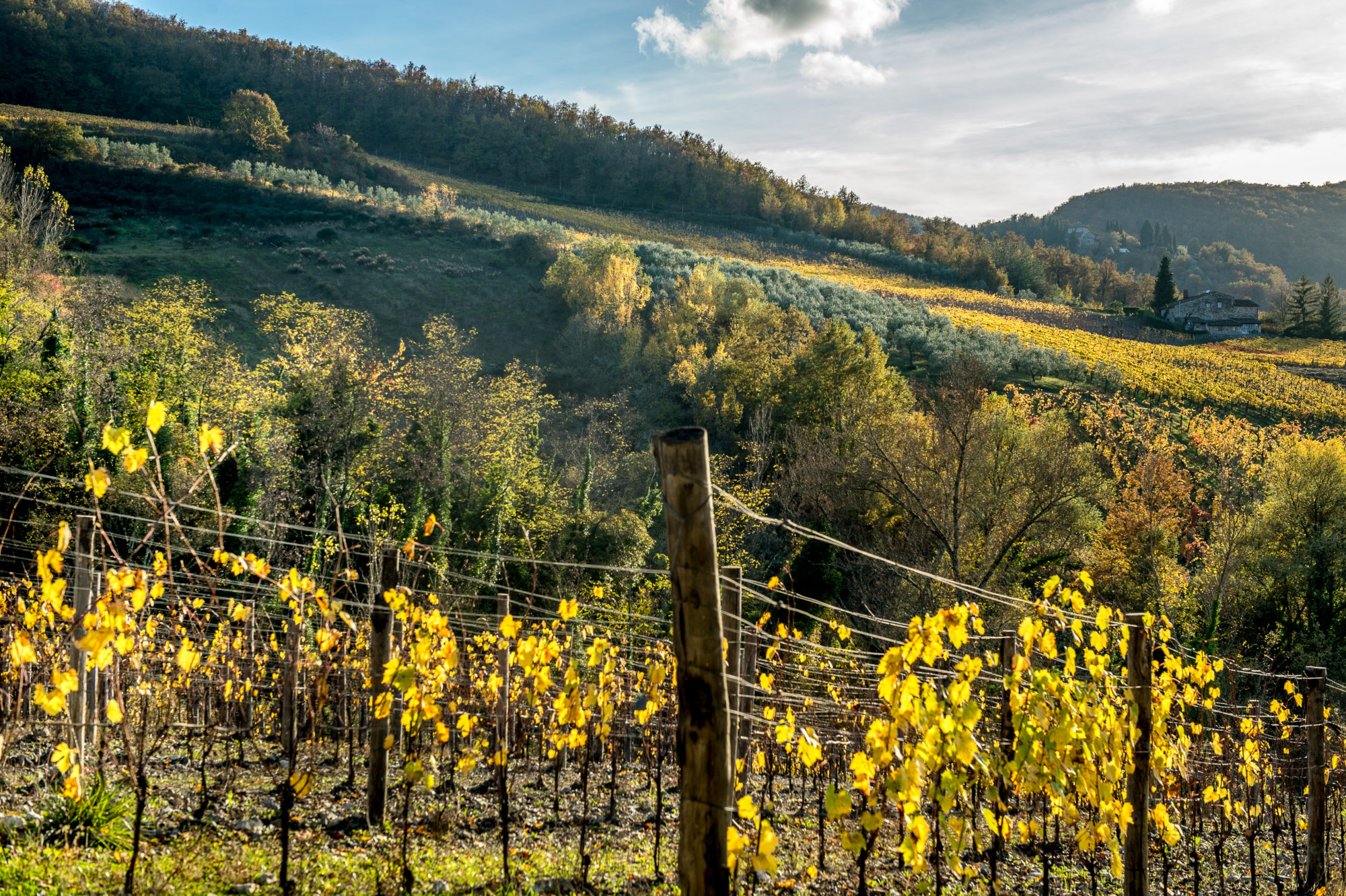 Foto di Radda in Chianti: azienda agricola Beretta