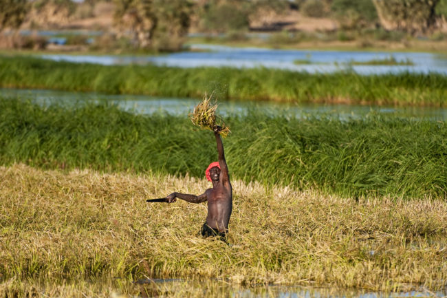 Agricoltore sul fiume Niger