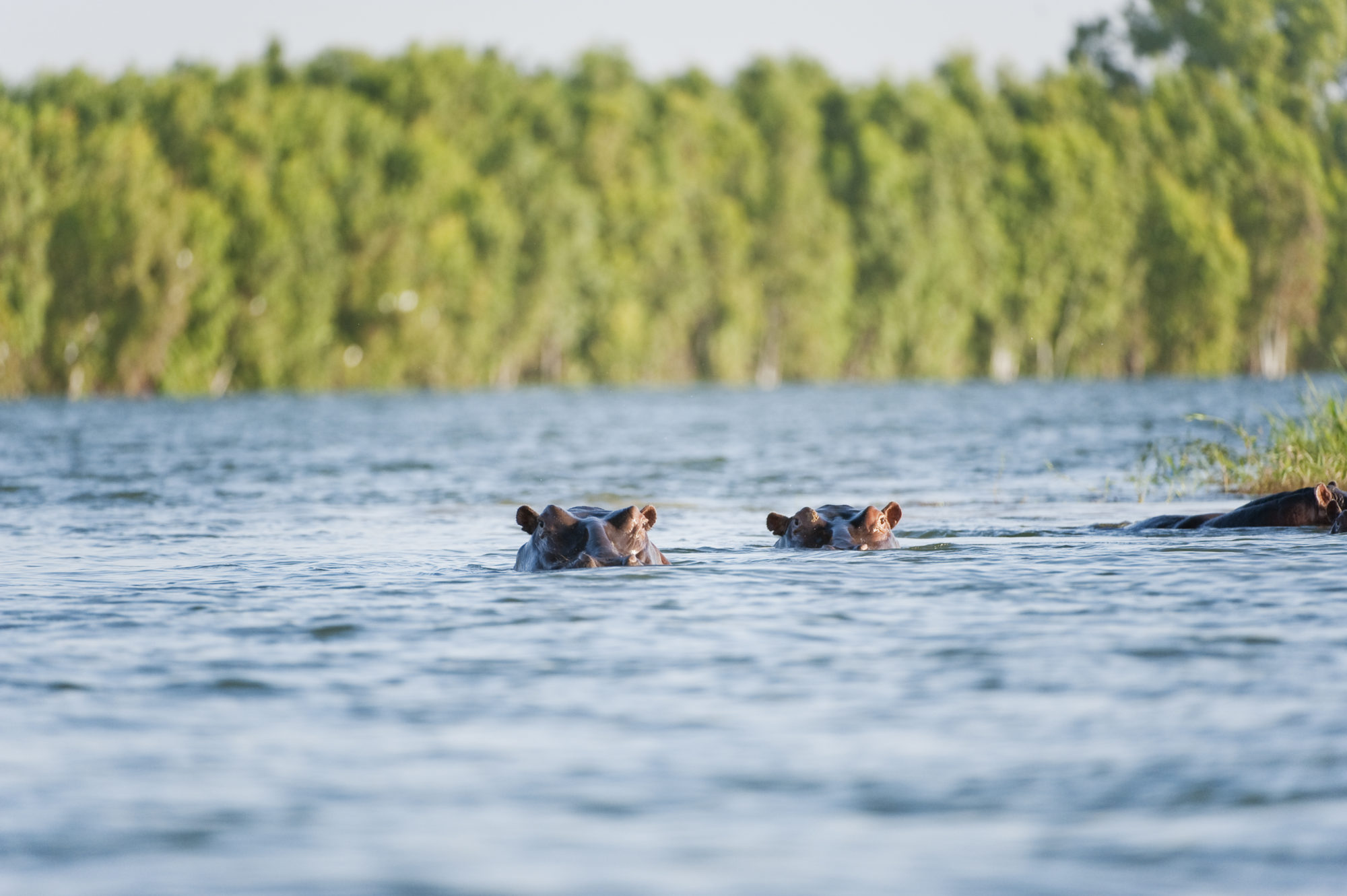 Foto di Ippopotami nel fiume Niger