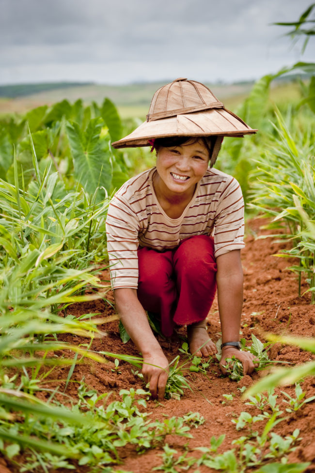 Donne al lavoro nei campi in Myanmar