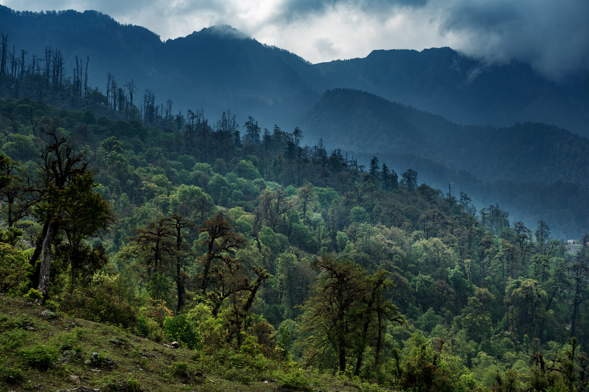 Foto di foresta in una vallata del tamang heritage