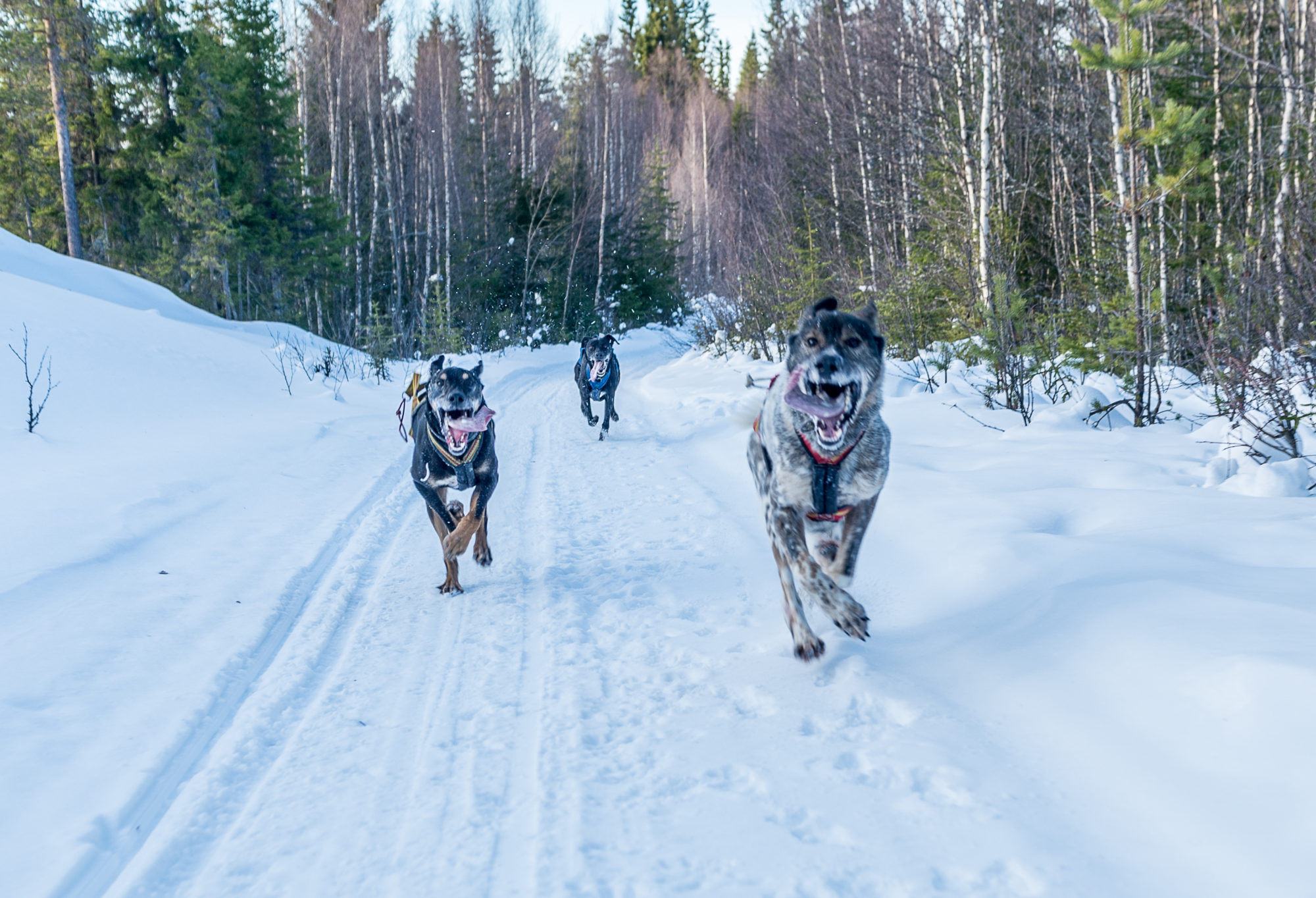 Foto di Una muta di cani da sleddog durante un allenamento