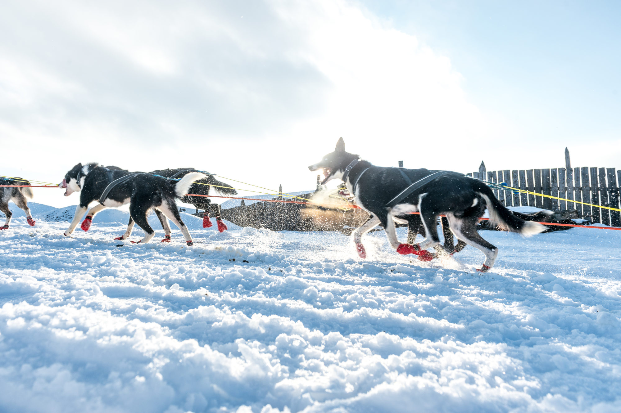 Foto di La partenza della gara di sleddog da Roros