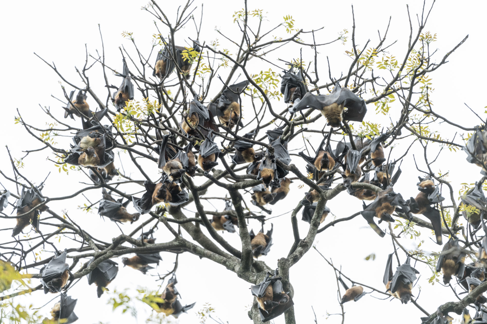 Foto di flying foxes nel giardino botanico di Kandy