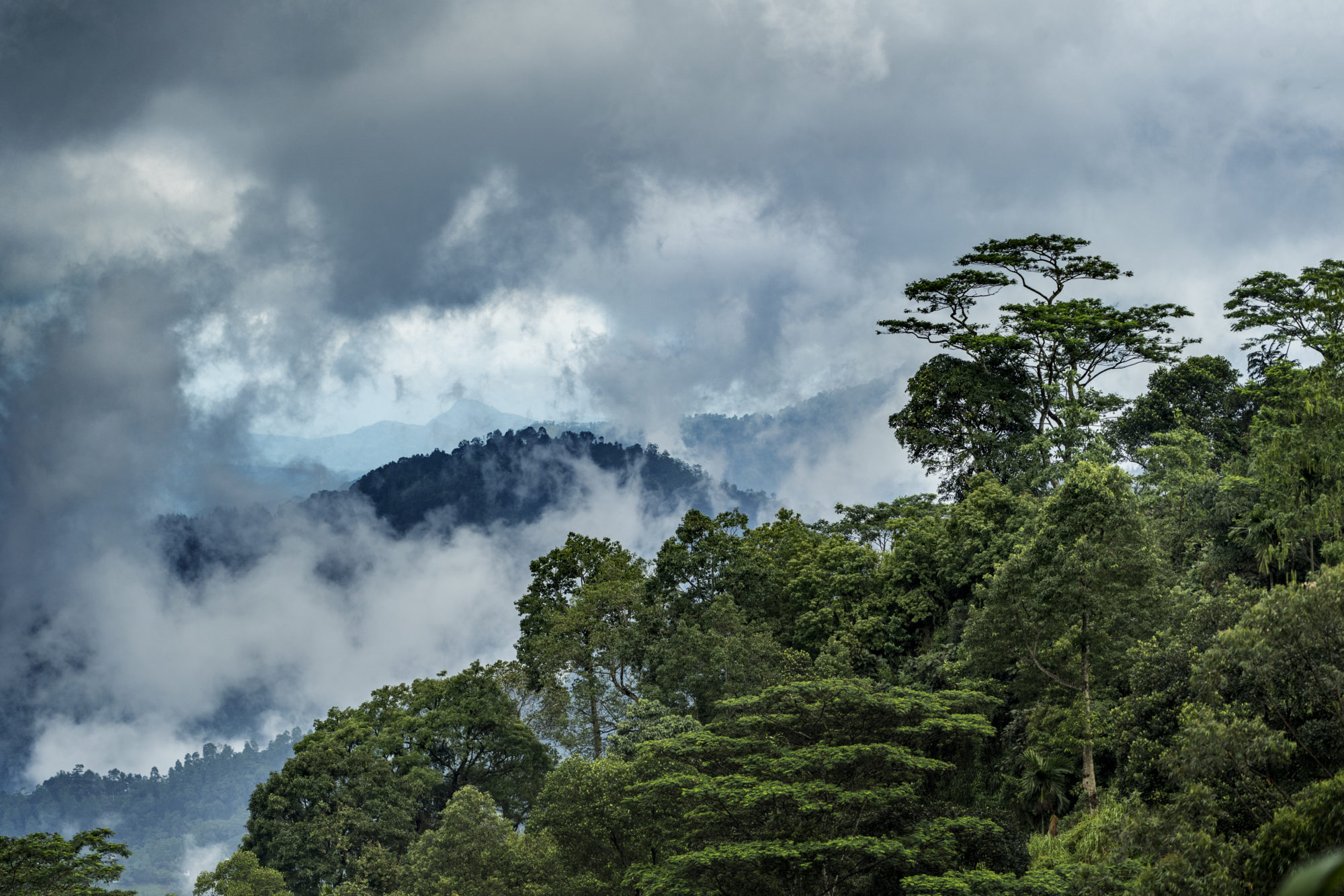 Foto di Foresta nel distretto di Nuwara