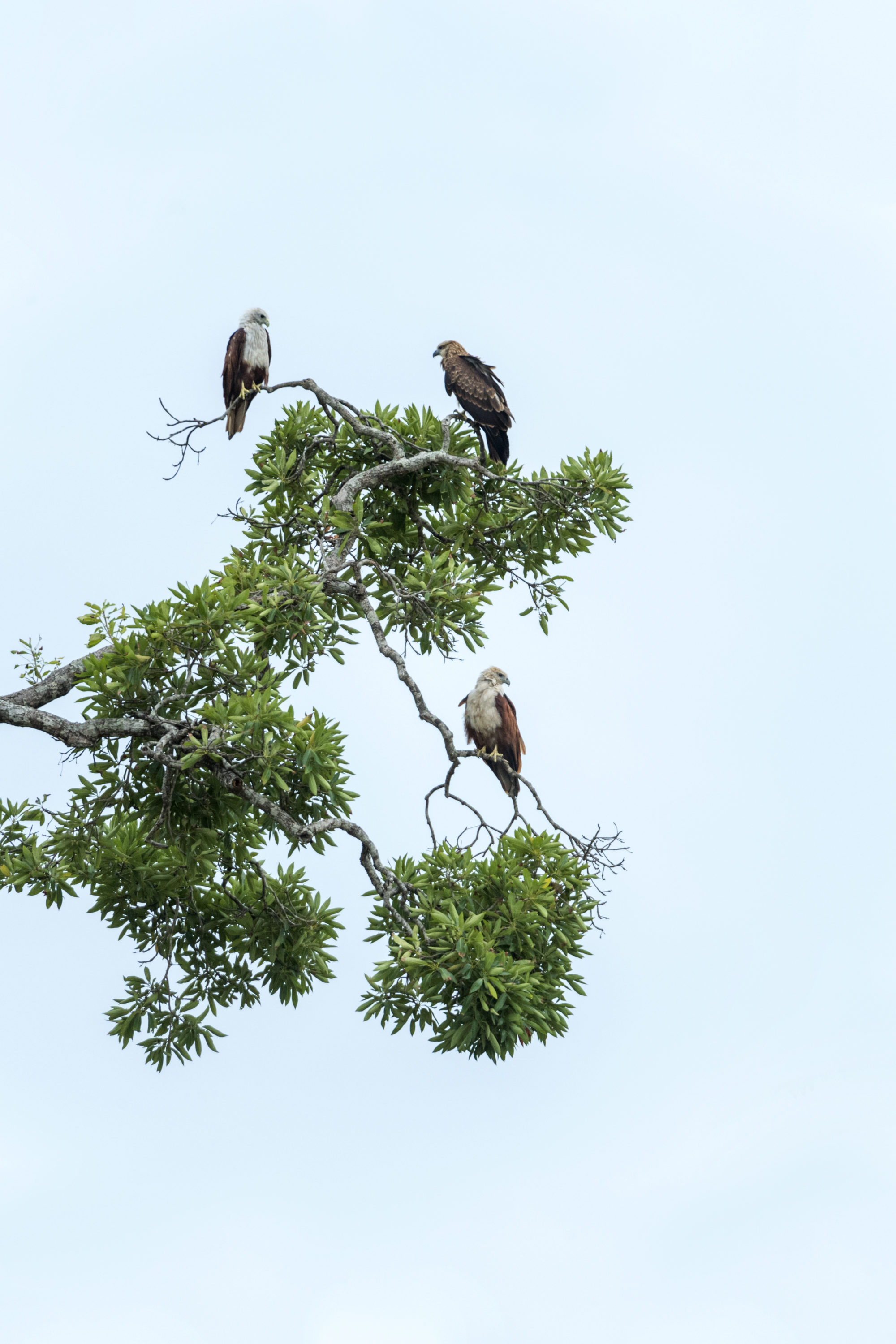 Foto di Tre aquile su un albero al ritigala natural reserve