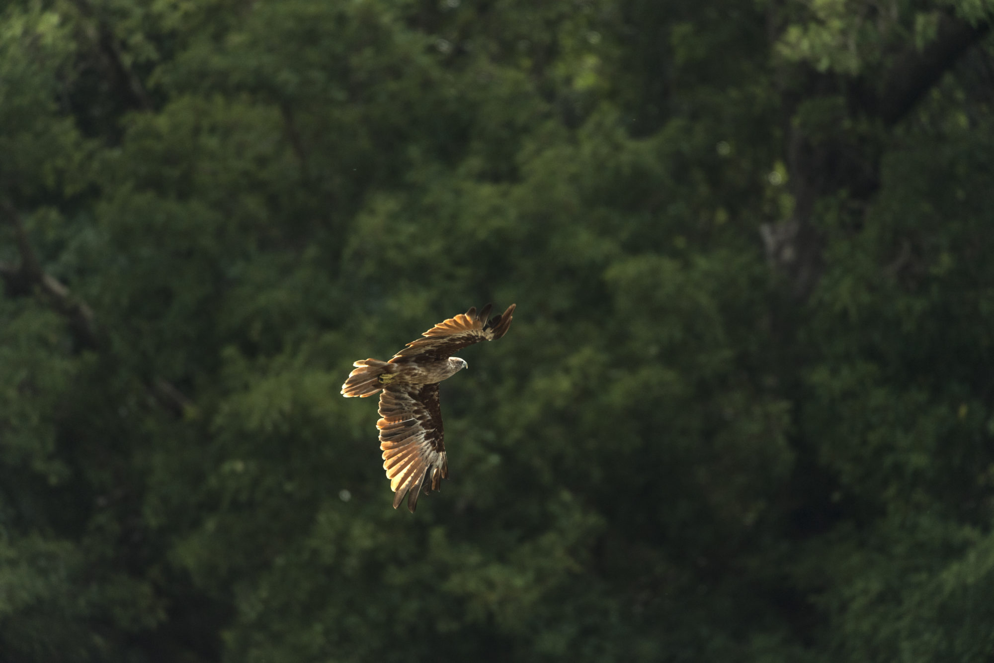 Foto di Aquila in volo al ritigala natural reserve