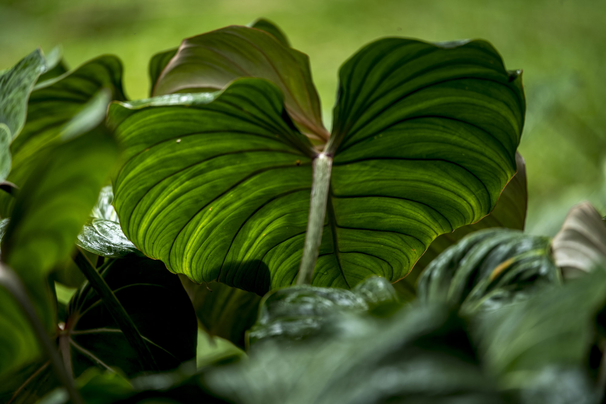 Foto di Giardino botanico di Kandy