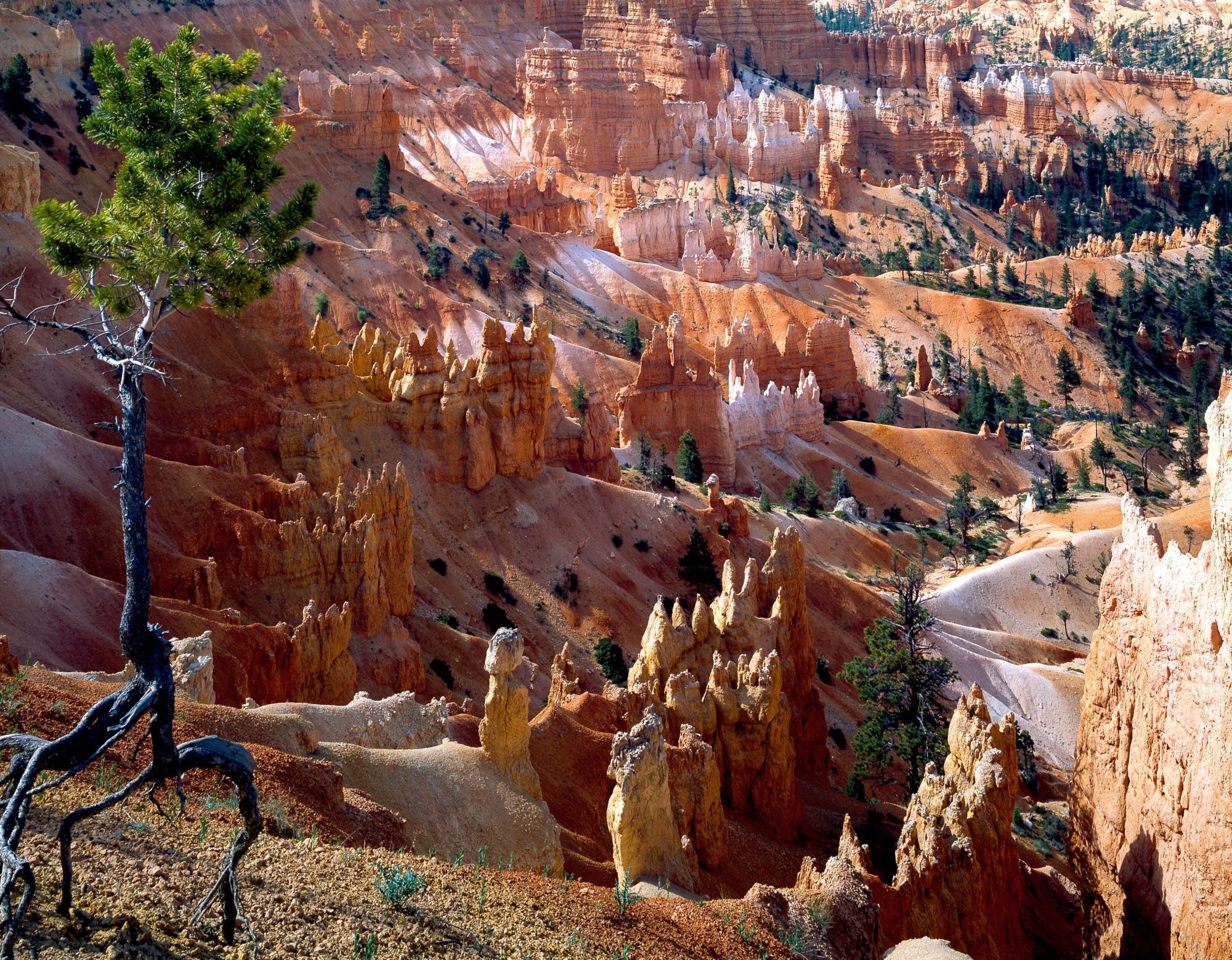 Foto di Un alberello aggrappato tenta di resistere al”erosione, Cedar Breaks Park